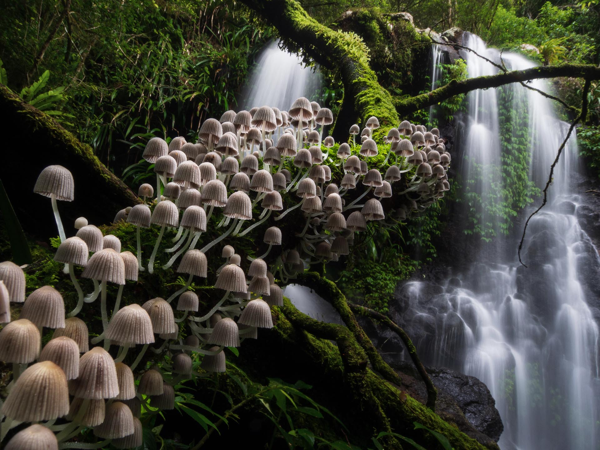 Nature Landscape Trees Forest Moss Mushroom Waterfall Long Exposure Branch Plants Leaves 1920x1440