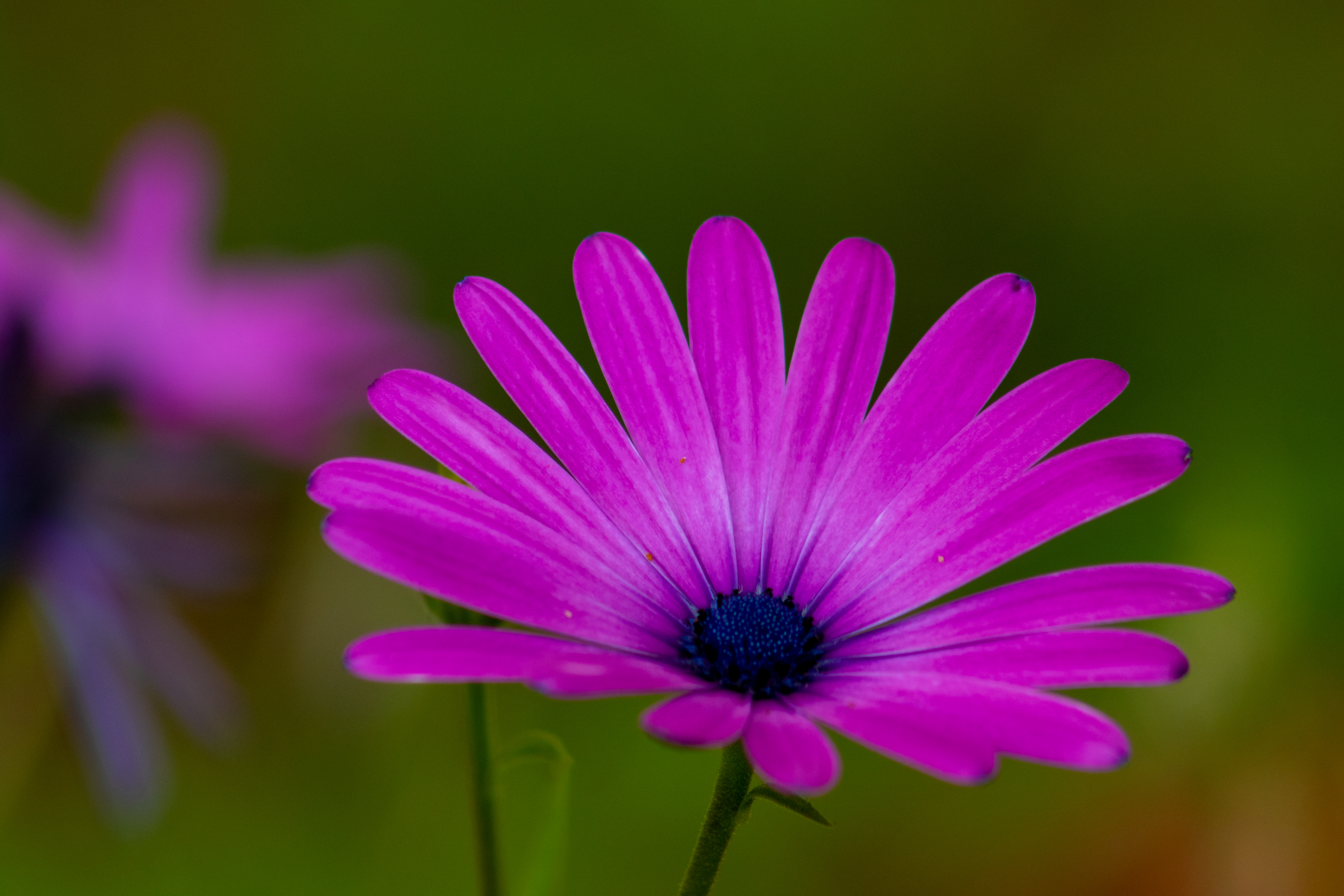 Flowers Nature Depth Of Field Macro Colorful 5472x3648
