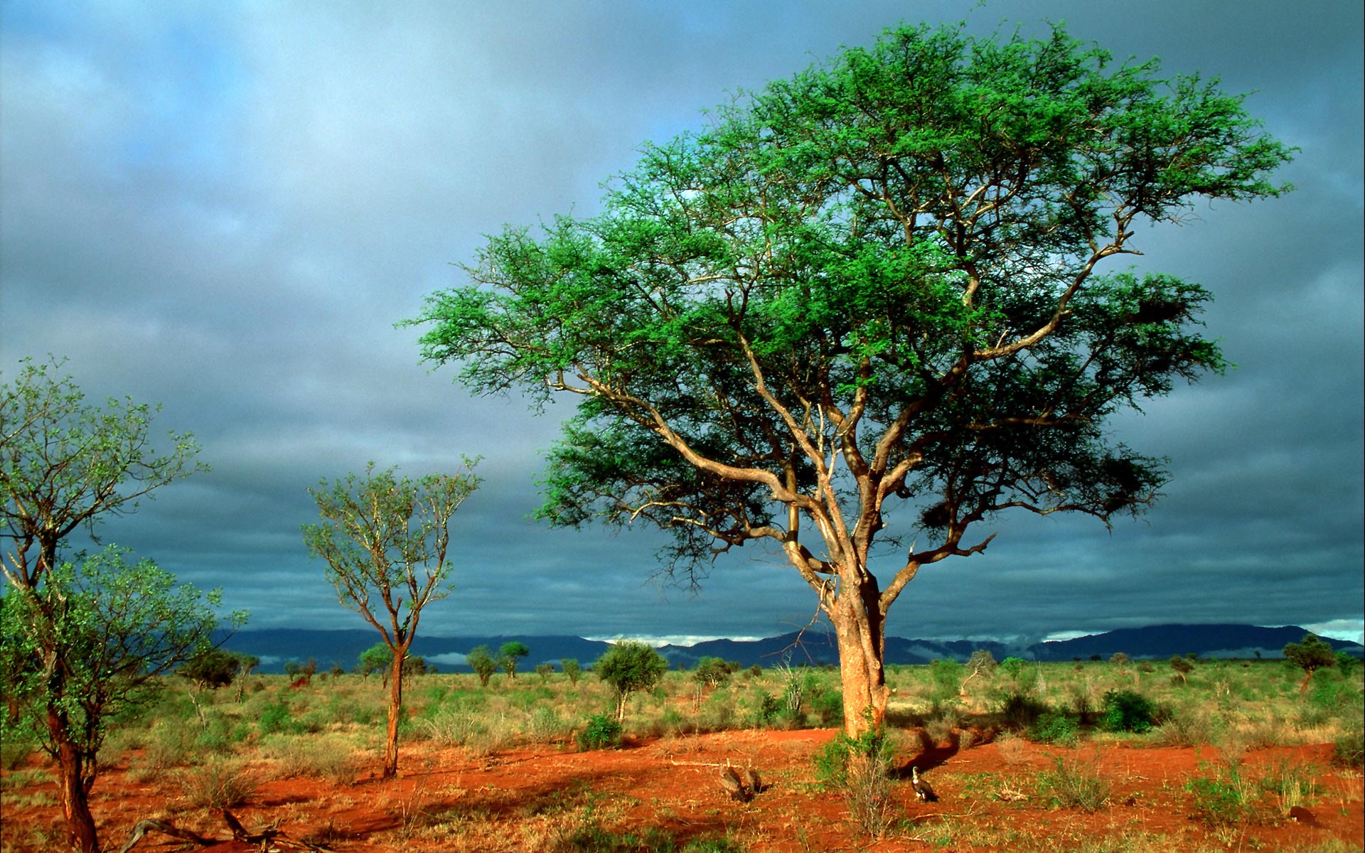 Africa Landscape Trees Clouds Vultures Nature 1920x1200