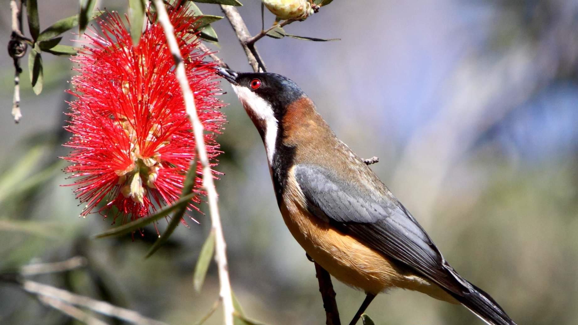 Birds Eastern Spinebill Honeyeater Bottlebrush Animals Plants Nature 1842x1036