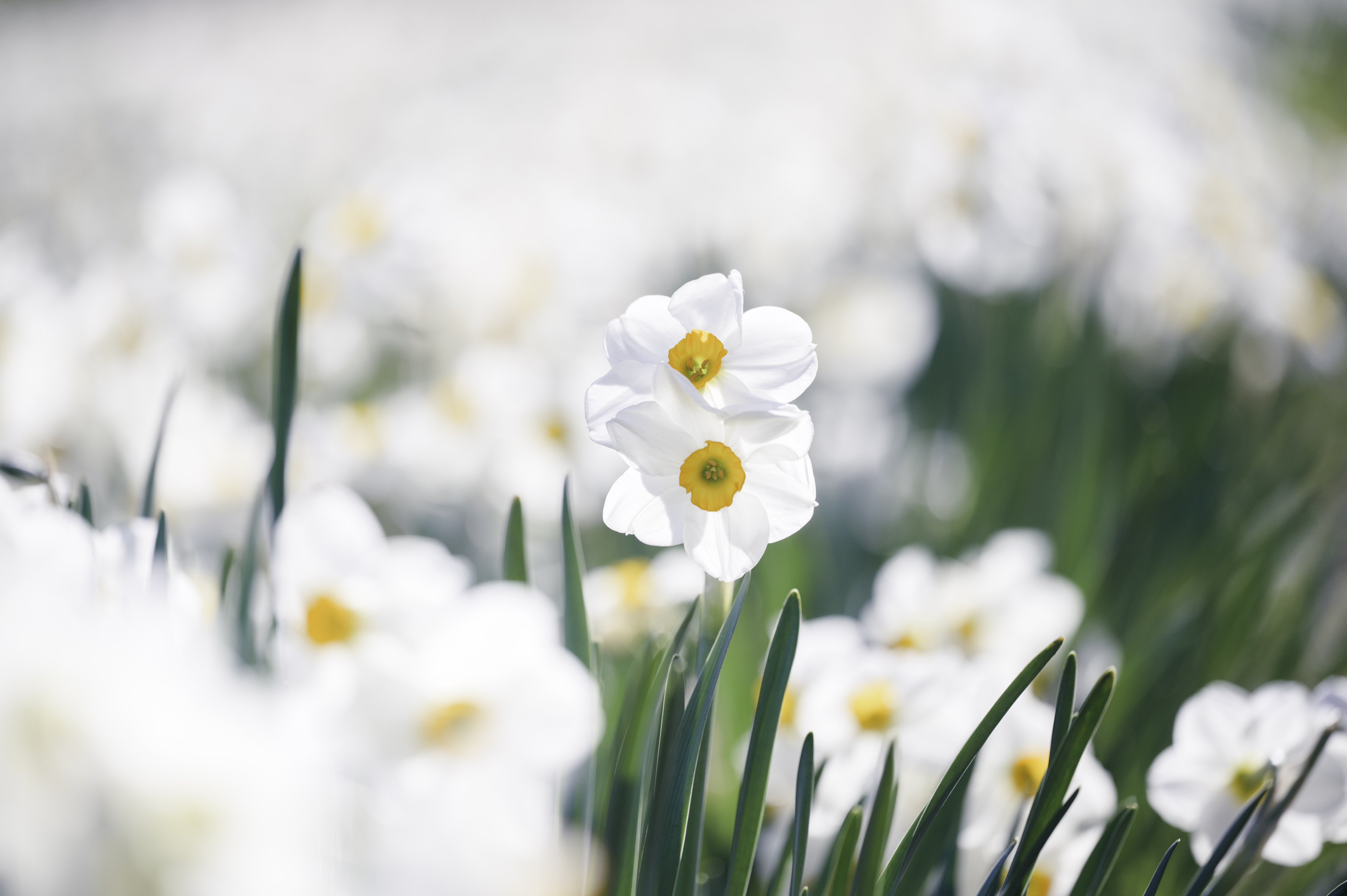 Flowers Daffodils 4096x2726