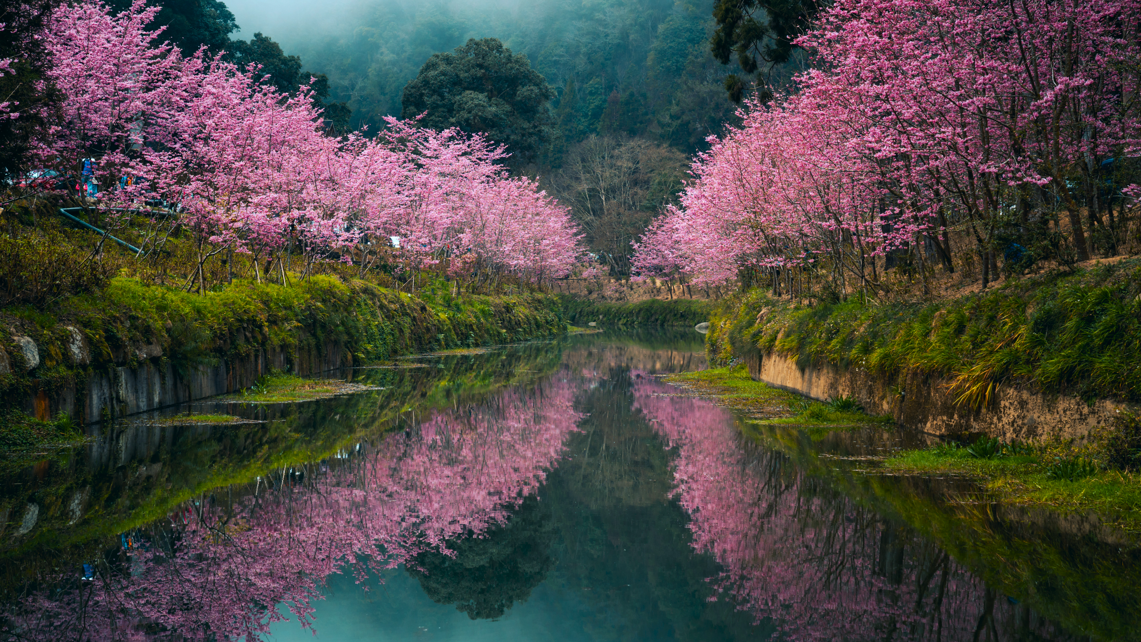 Nature Landscape Trees Plants Grass Water Reflection Forest Mountains Cherry Blossom Taiwan 3840x2160