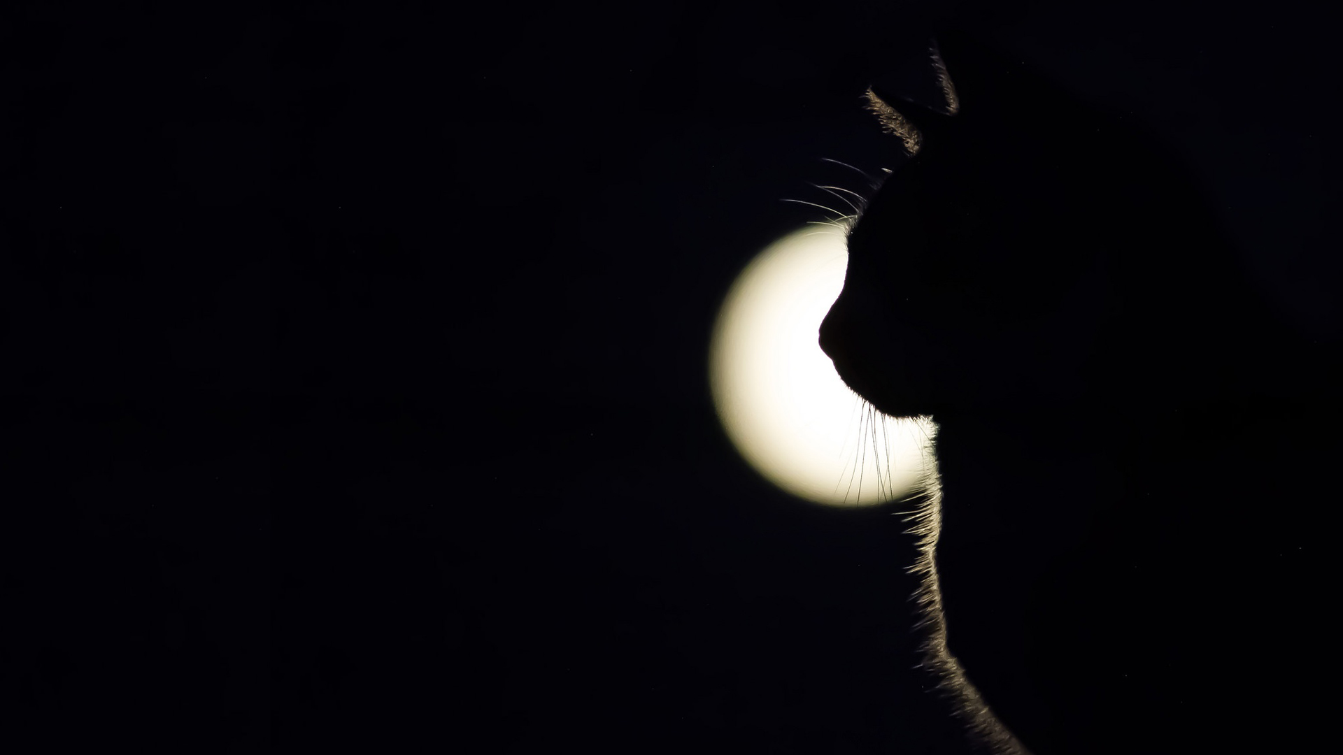Animals Cats Silhouette Feline Mammals Moon Outdoors Night Nature Low Light Closeup 1920x1080
