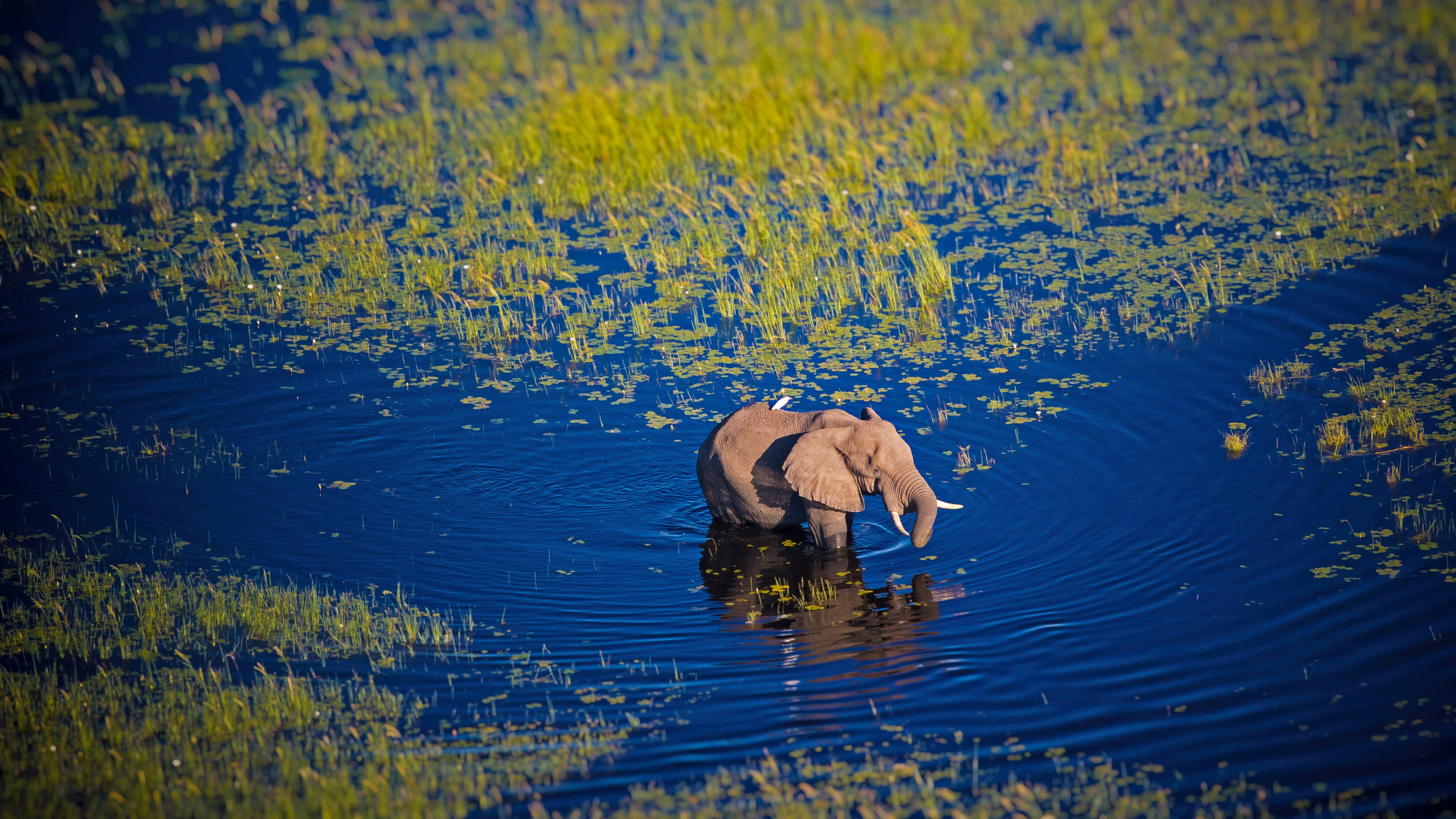 Nature Landscape Animals Water Swamp River Elephant Botswana Africa Mammals Standing In Water 3840x2160