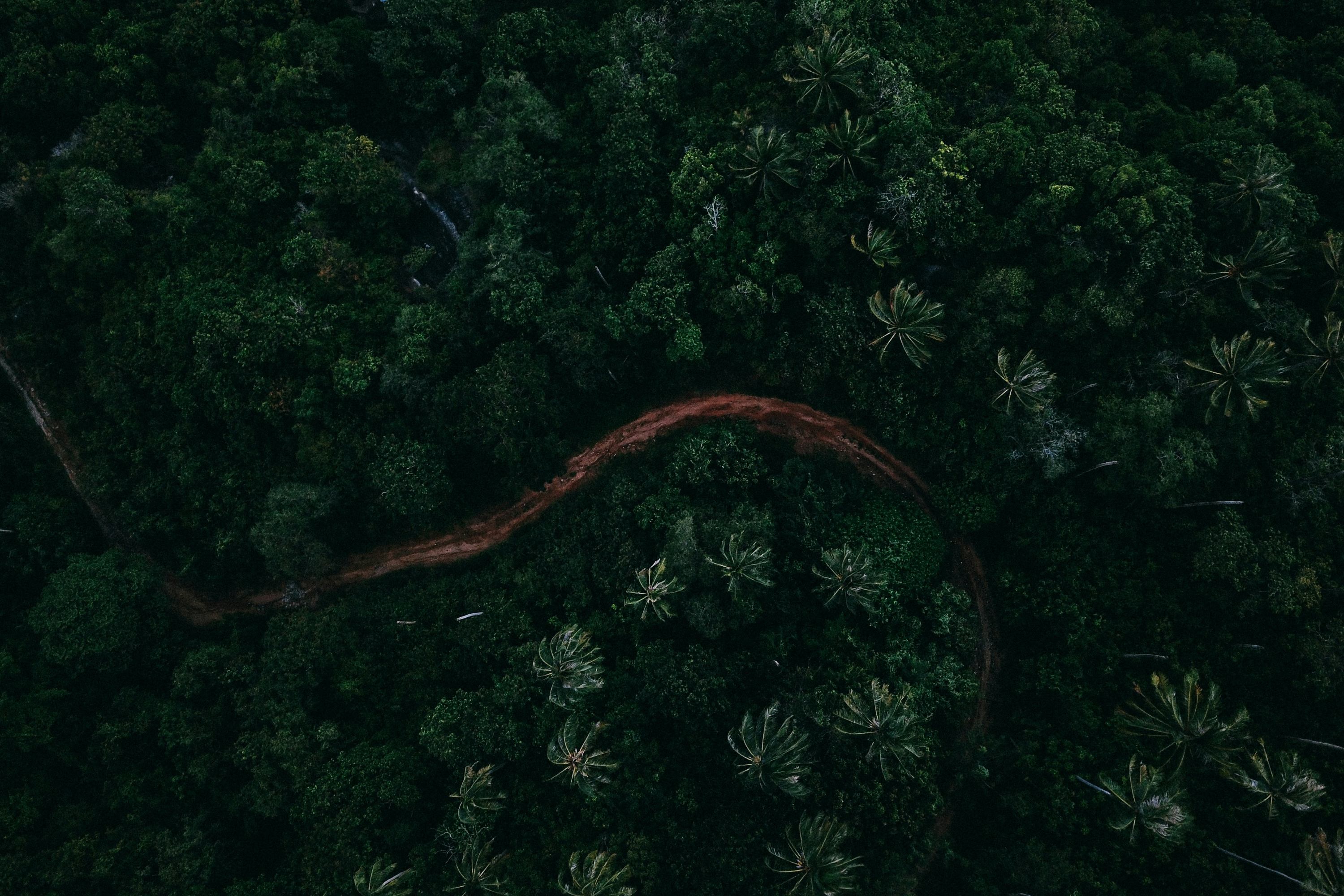 Nature Trees Plants Green Forest Rainforest Palm Trees Drone Photo Aerial View Ko Samui Thailand 3000x2000