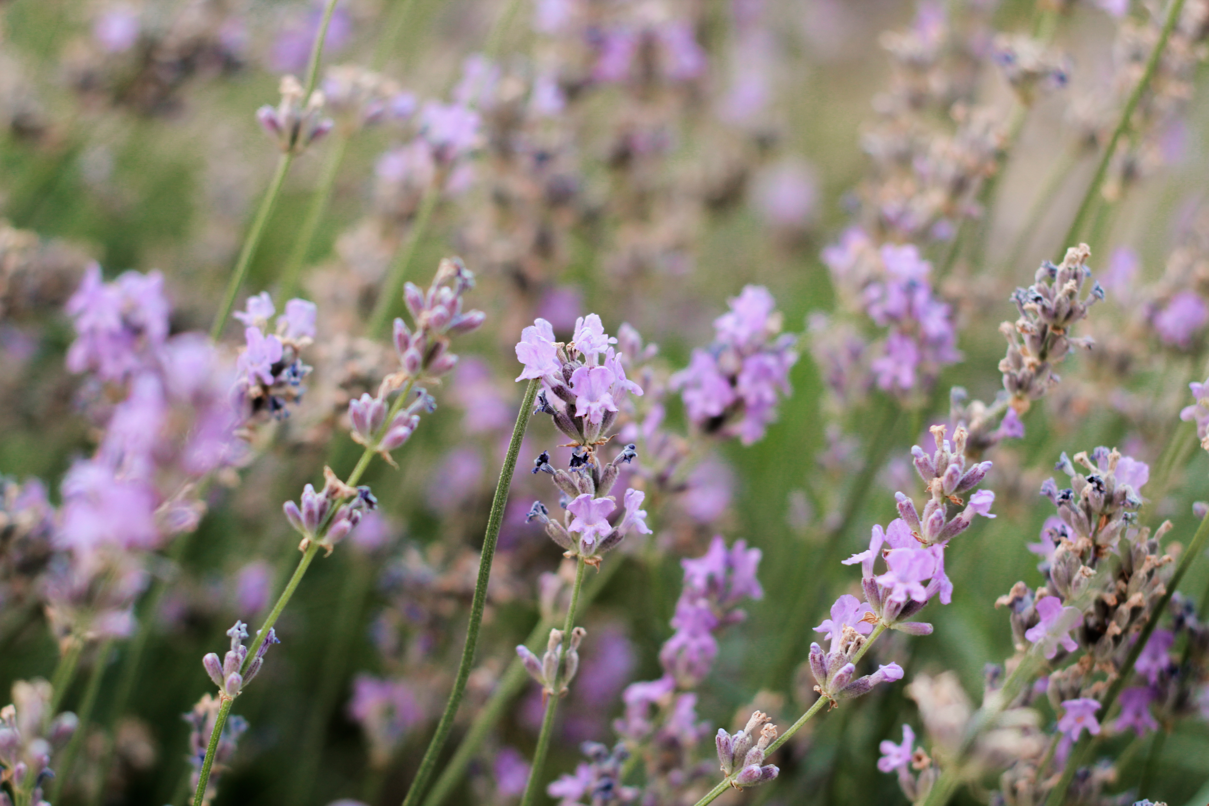 Nature Flowers Pink Flowers Green Background Plants 4000x2667