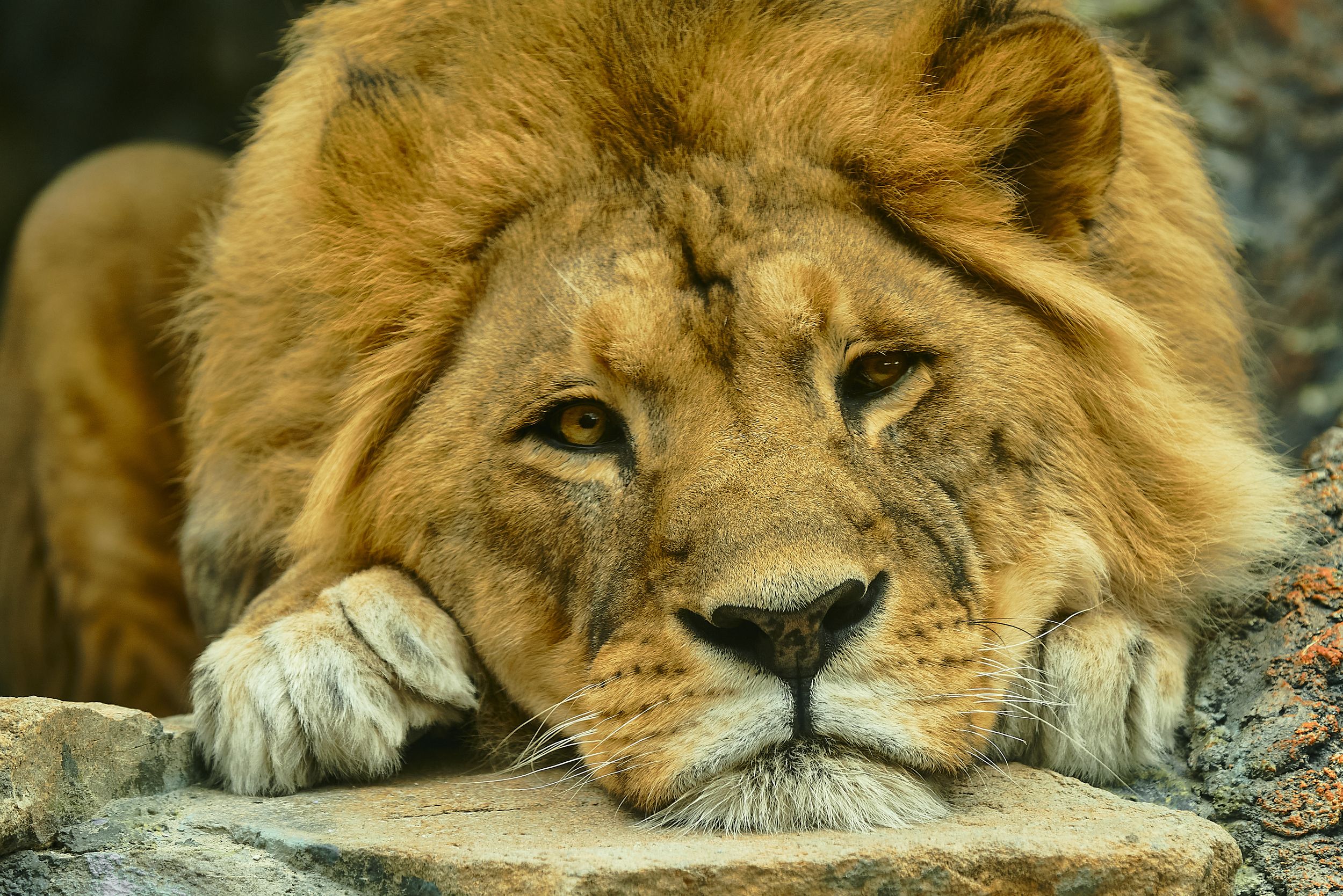 Olga Anisimova Lion Animals Resting Head Portrait Feline Closeup 2500x1669