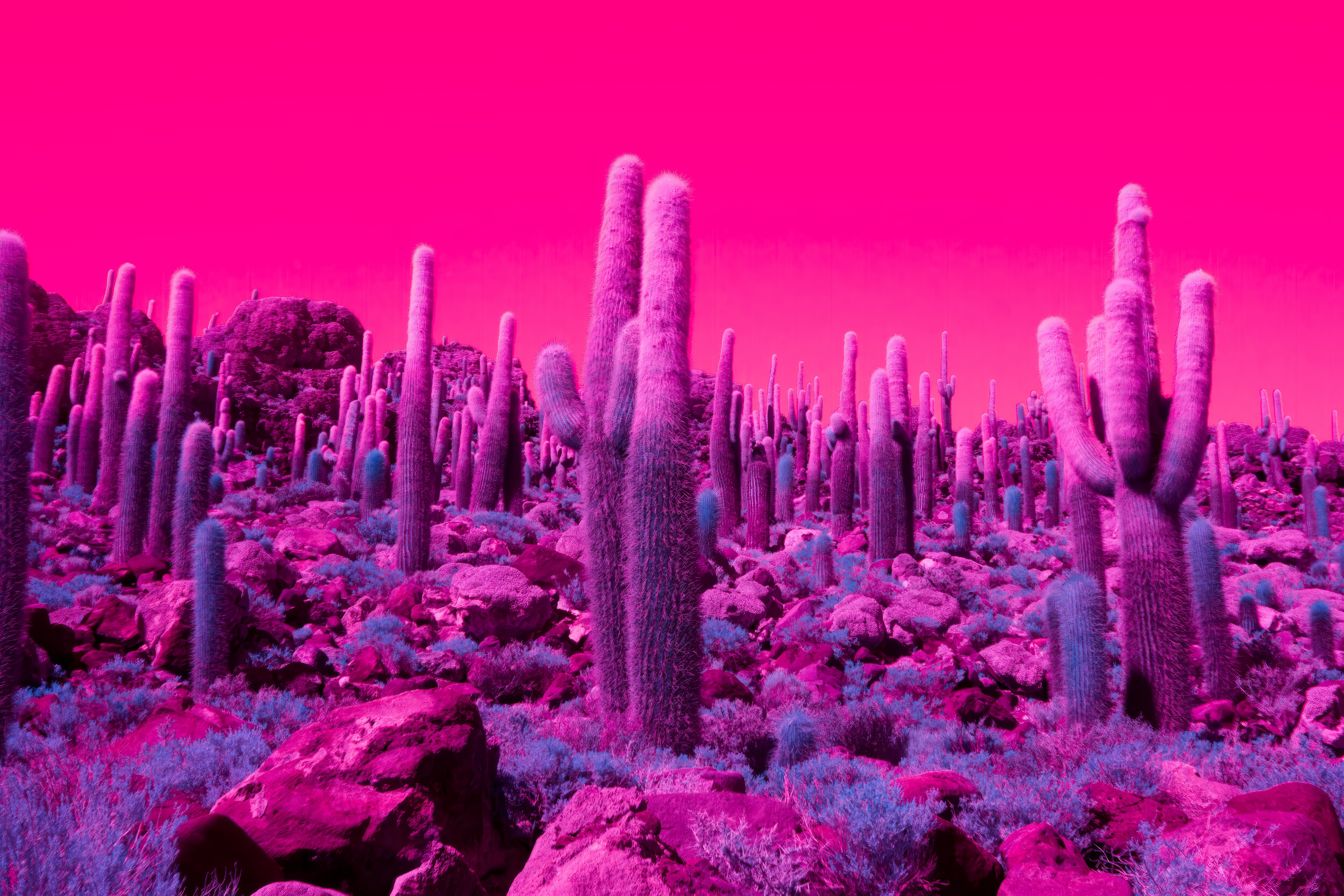 Cactus Desert Surreal Infrared Pink Plants Bright Blue Stones 5000x3334