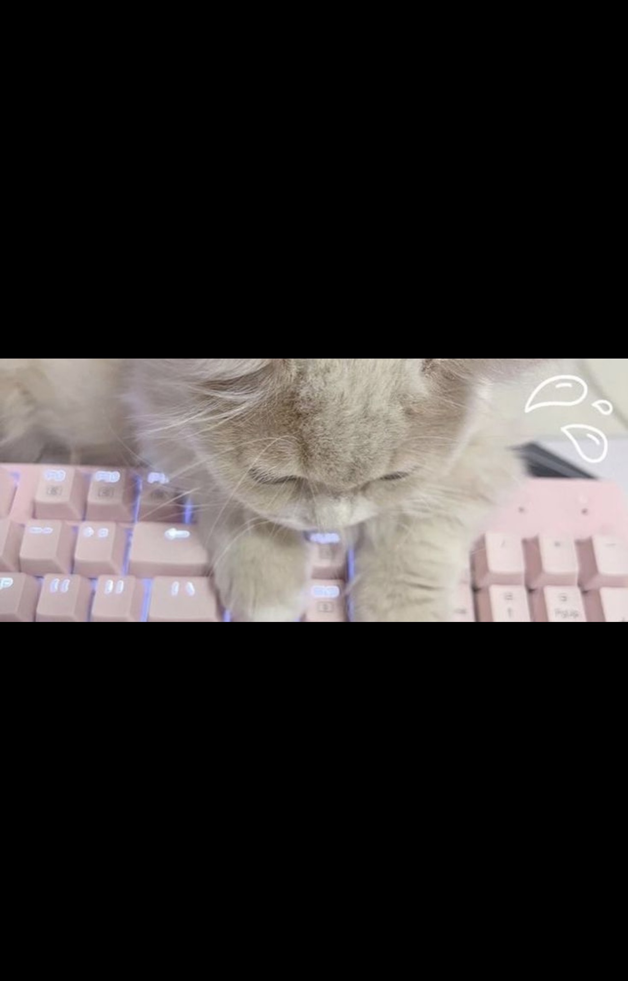 Cats Pink Keyboards 1280x2000