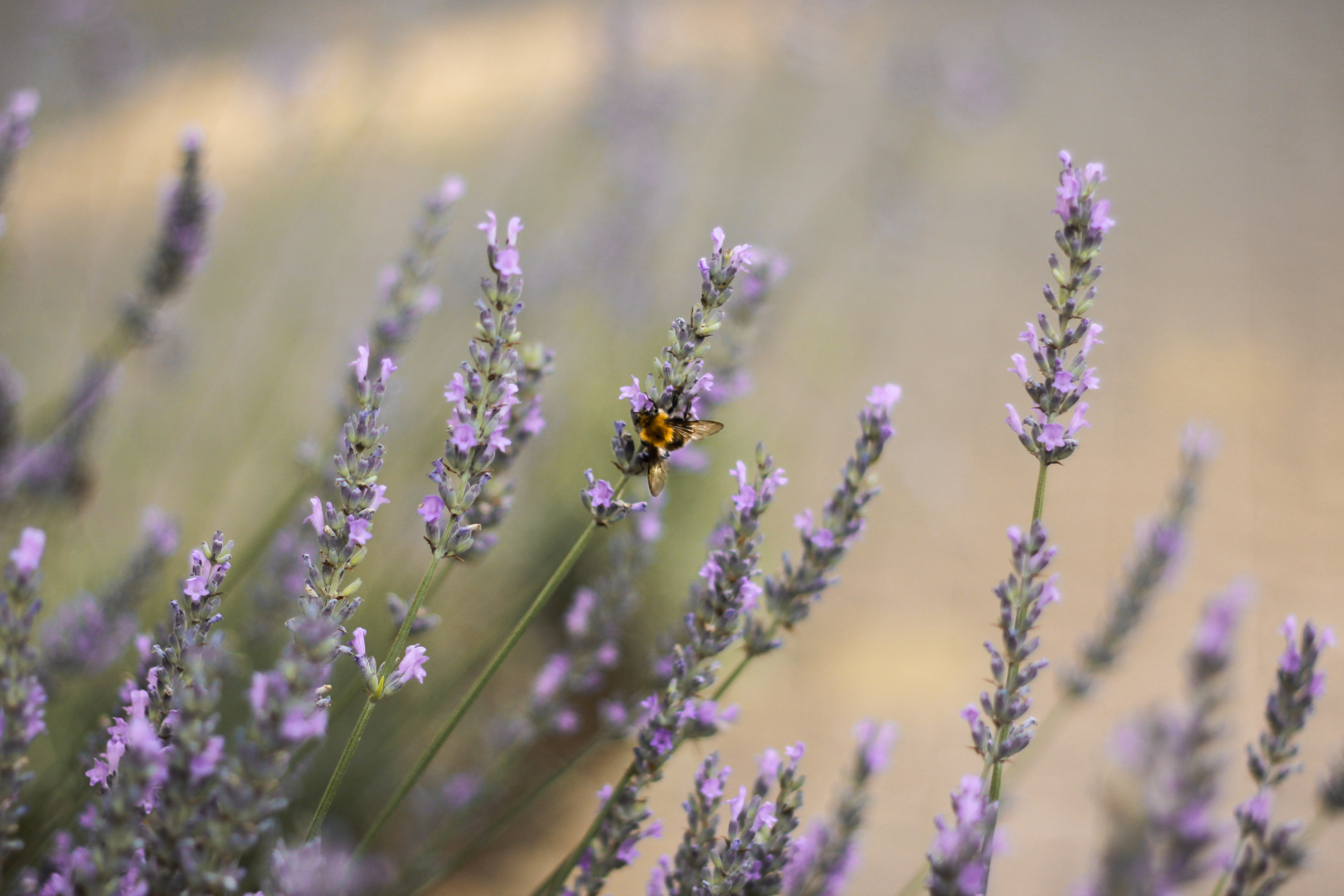 Plants Nature Lavender Bees Flowers Insect 4000x2667