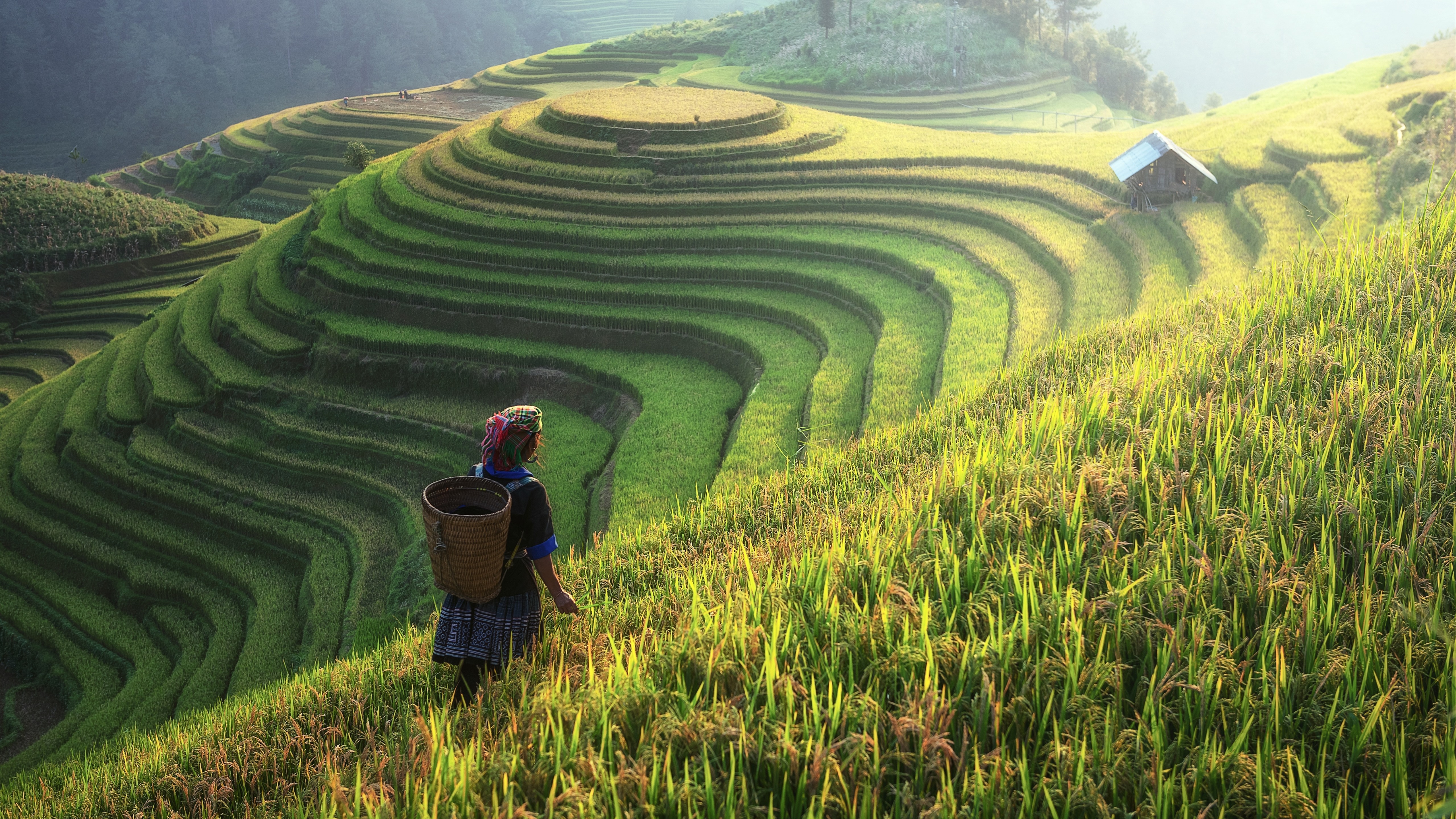 Nature Landscape Rice Terrace Rice Fields China Hills Green Women Sunlight Cabin Baskets 5120x2880