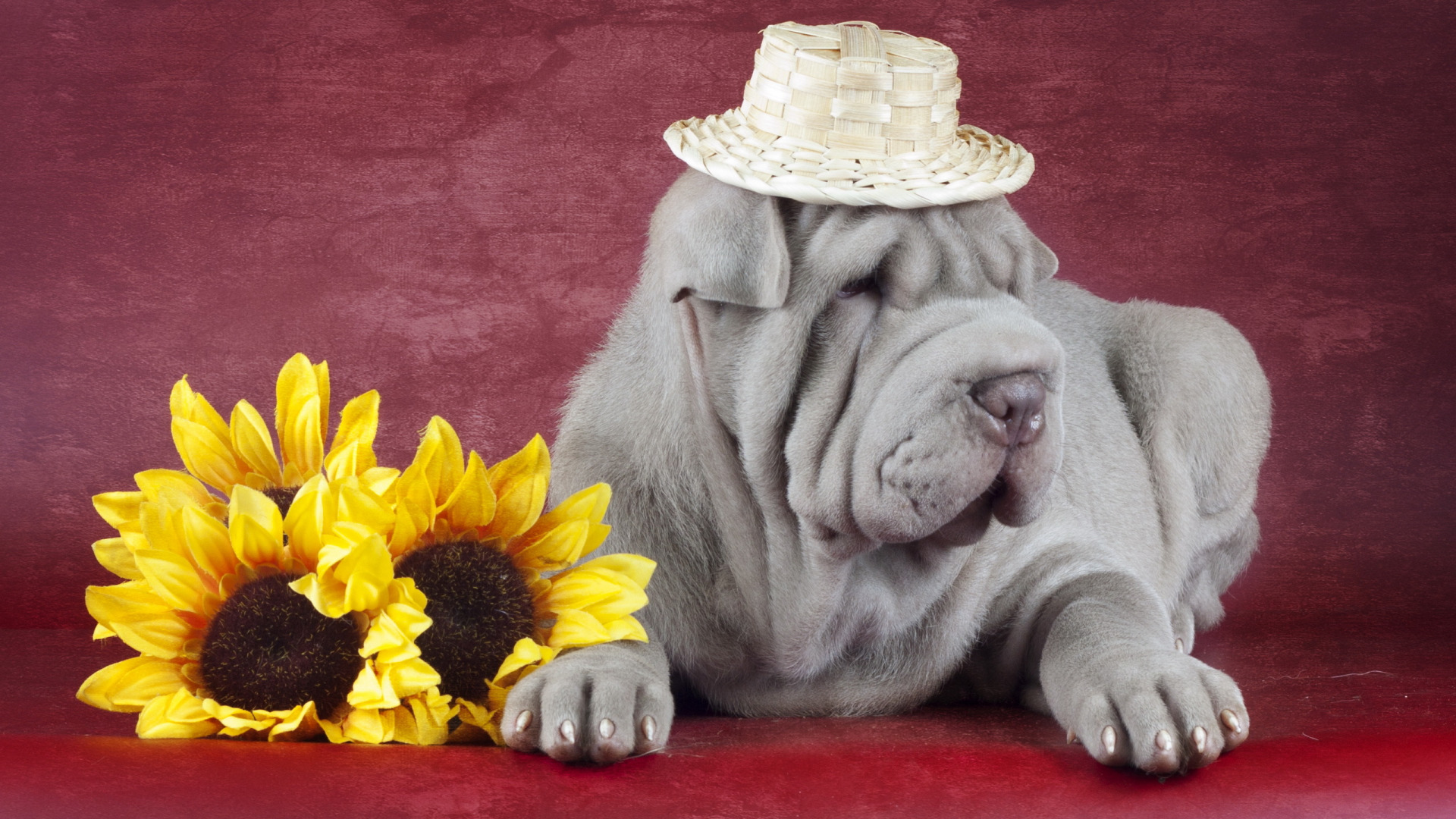 Dog Sunflowers Shar Pei Studio 1920x1080