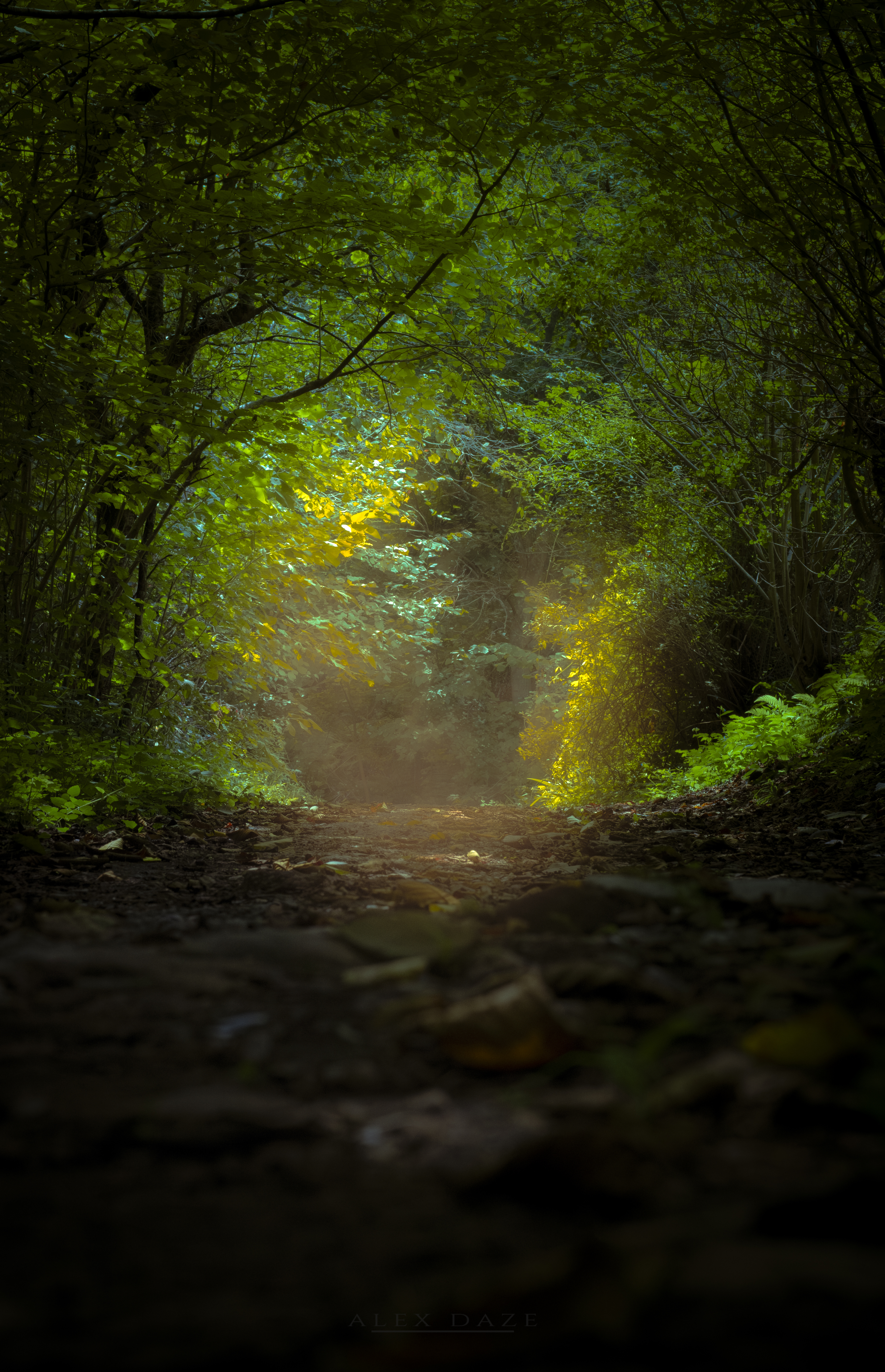 Photography Forest Nature Path Arc Trees Leaves Grass Sunlight 3645x5649