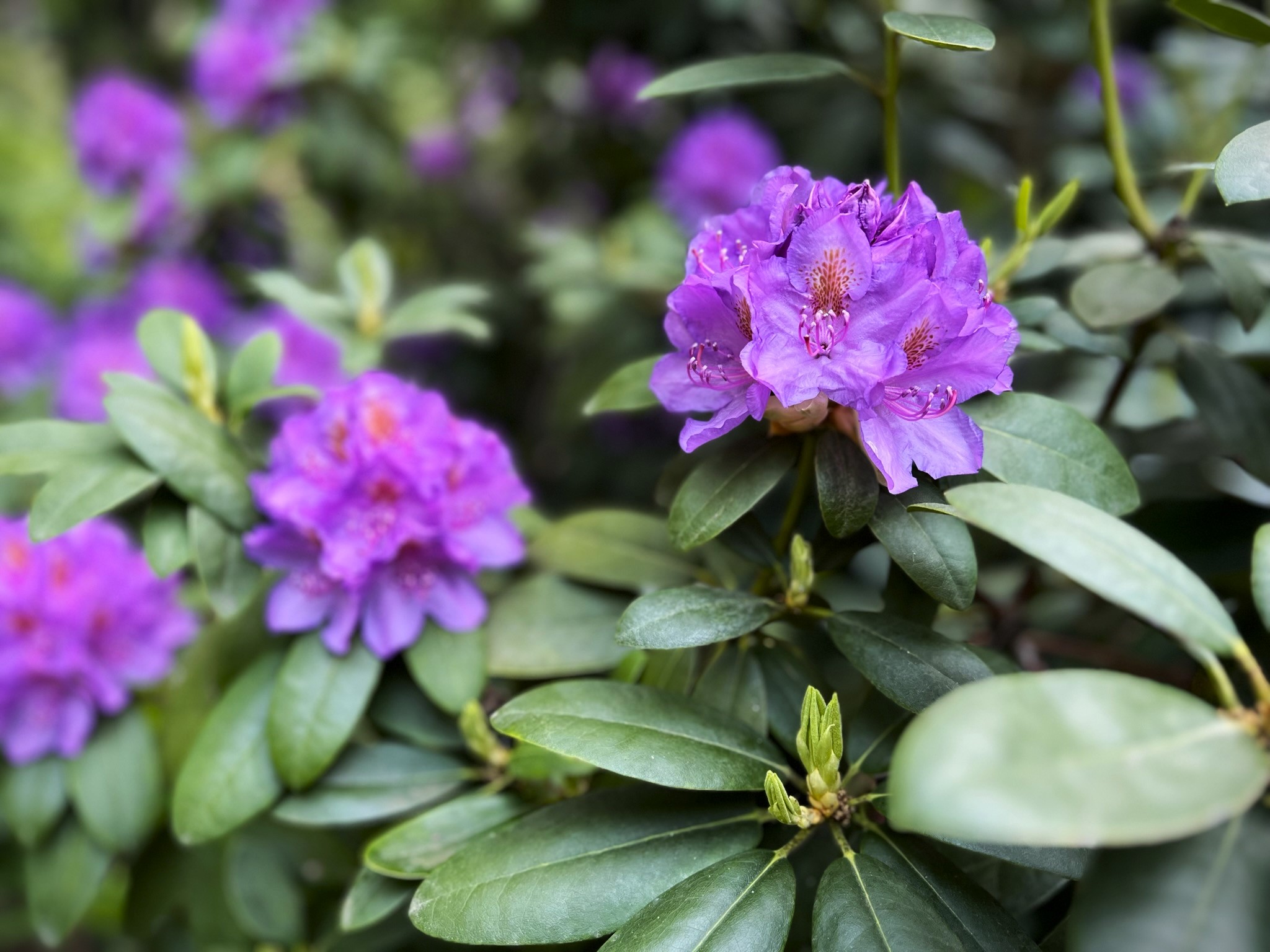 Rhododendron Flowers Nature Leaves Petals Plants 2048x1536