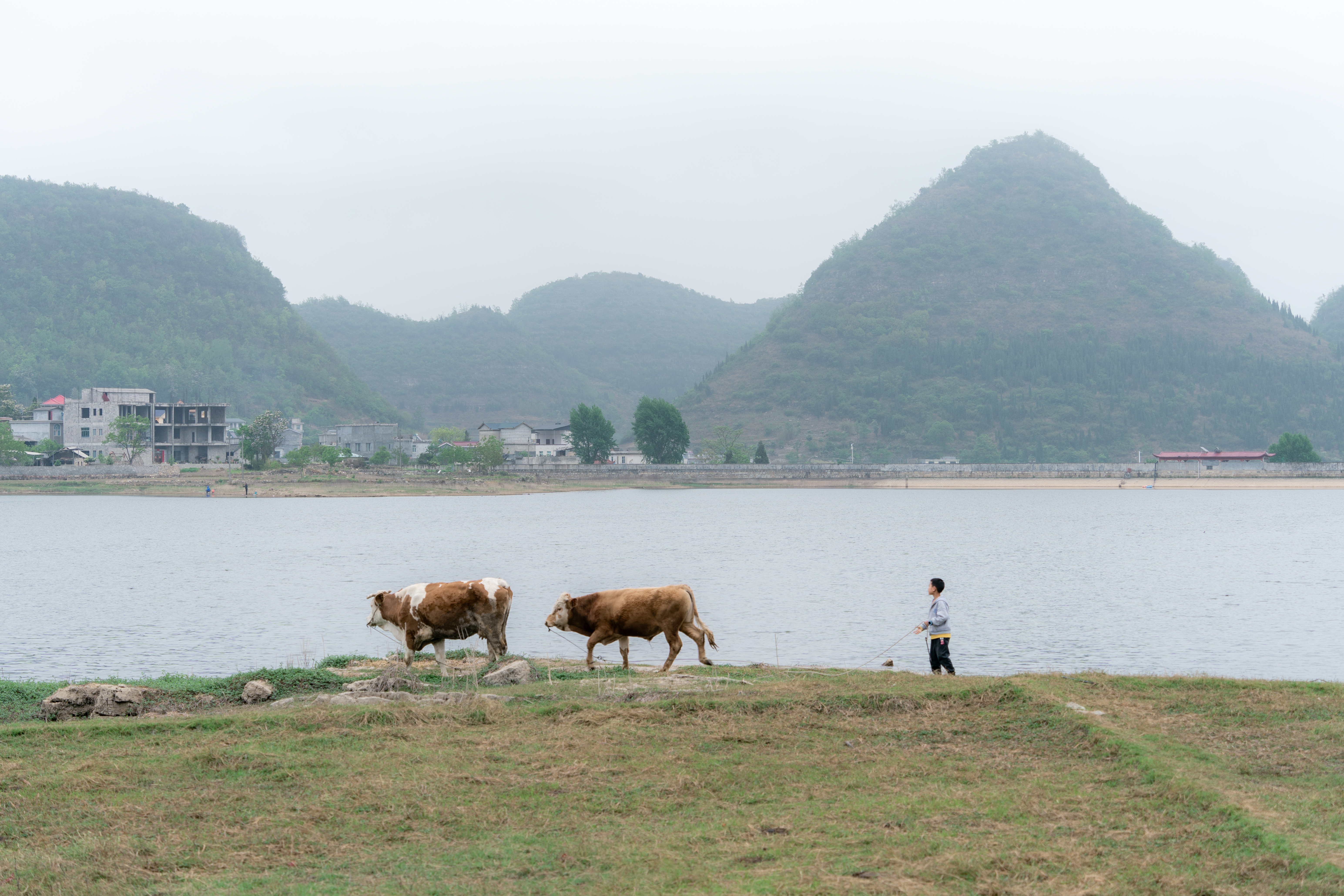 China Cow Lake Mountains Village Fog Landscape 6178x4119