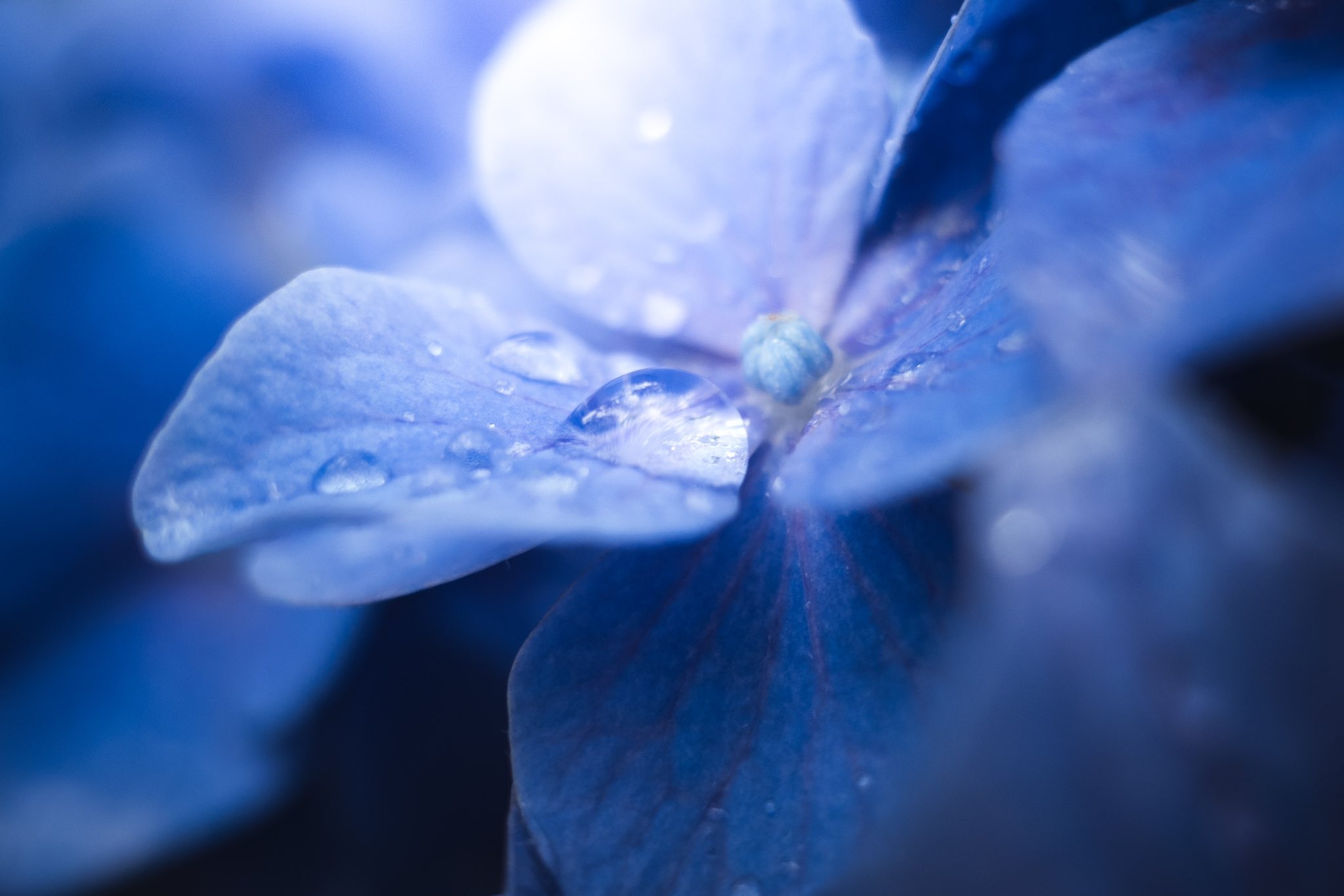 Blue Flowers Flowers 2048x1366