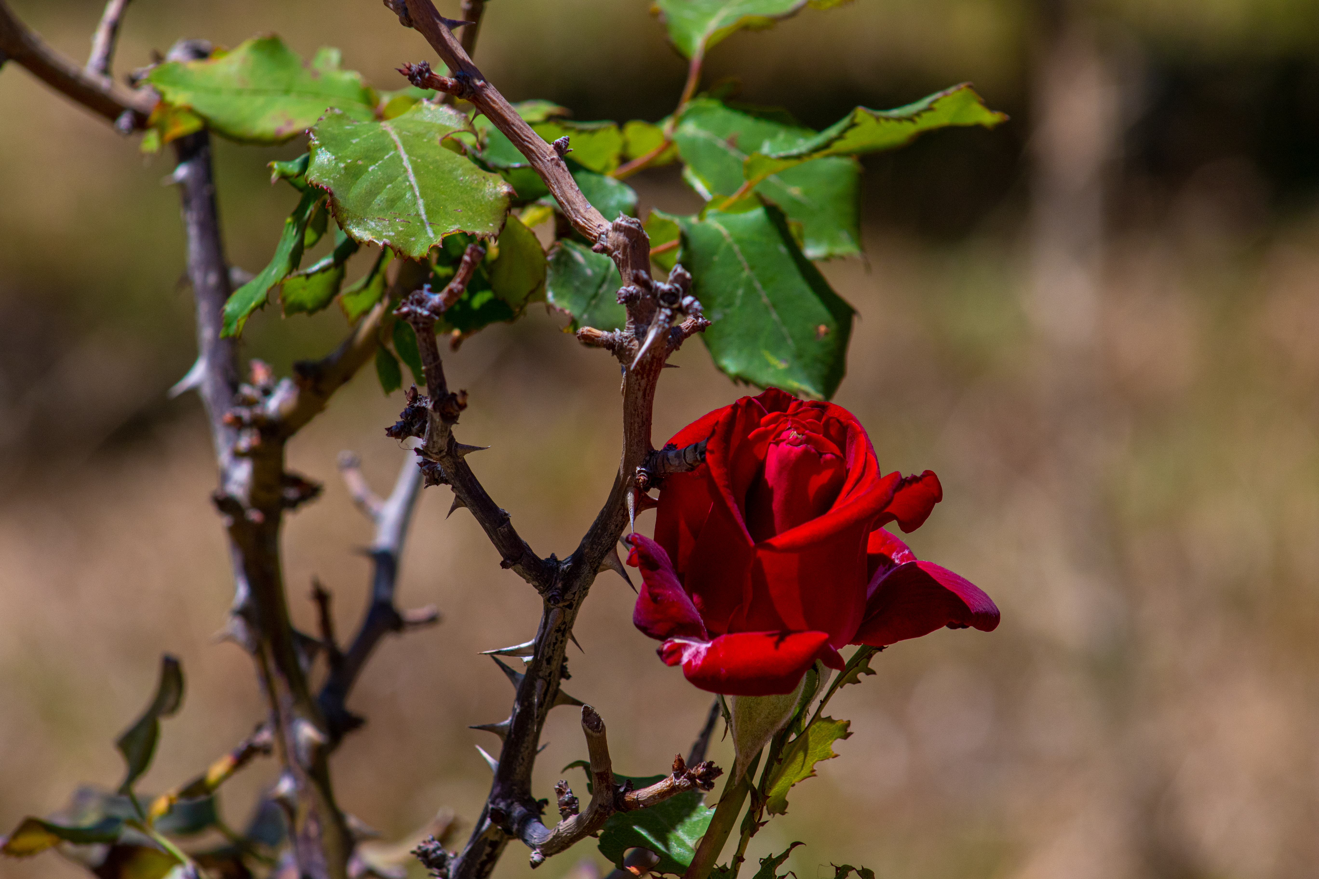 Flowers Colorful Rose Nature Plants Macro 5472x3648