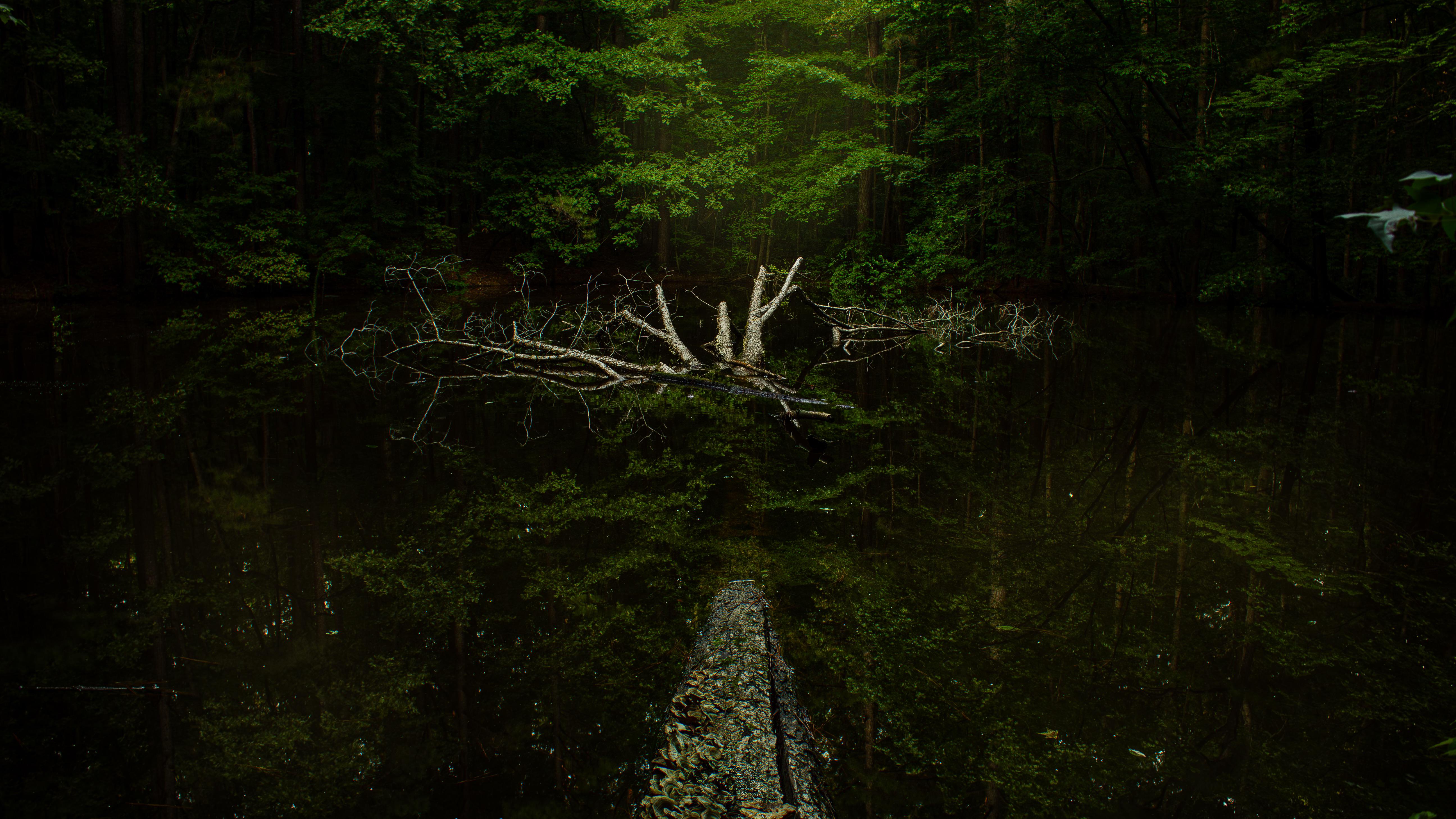 Shadow Forest Trees Nature Pond USA North Carolina North America Dead Trees 5184x2916