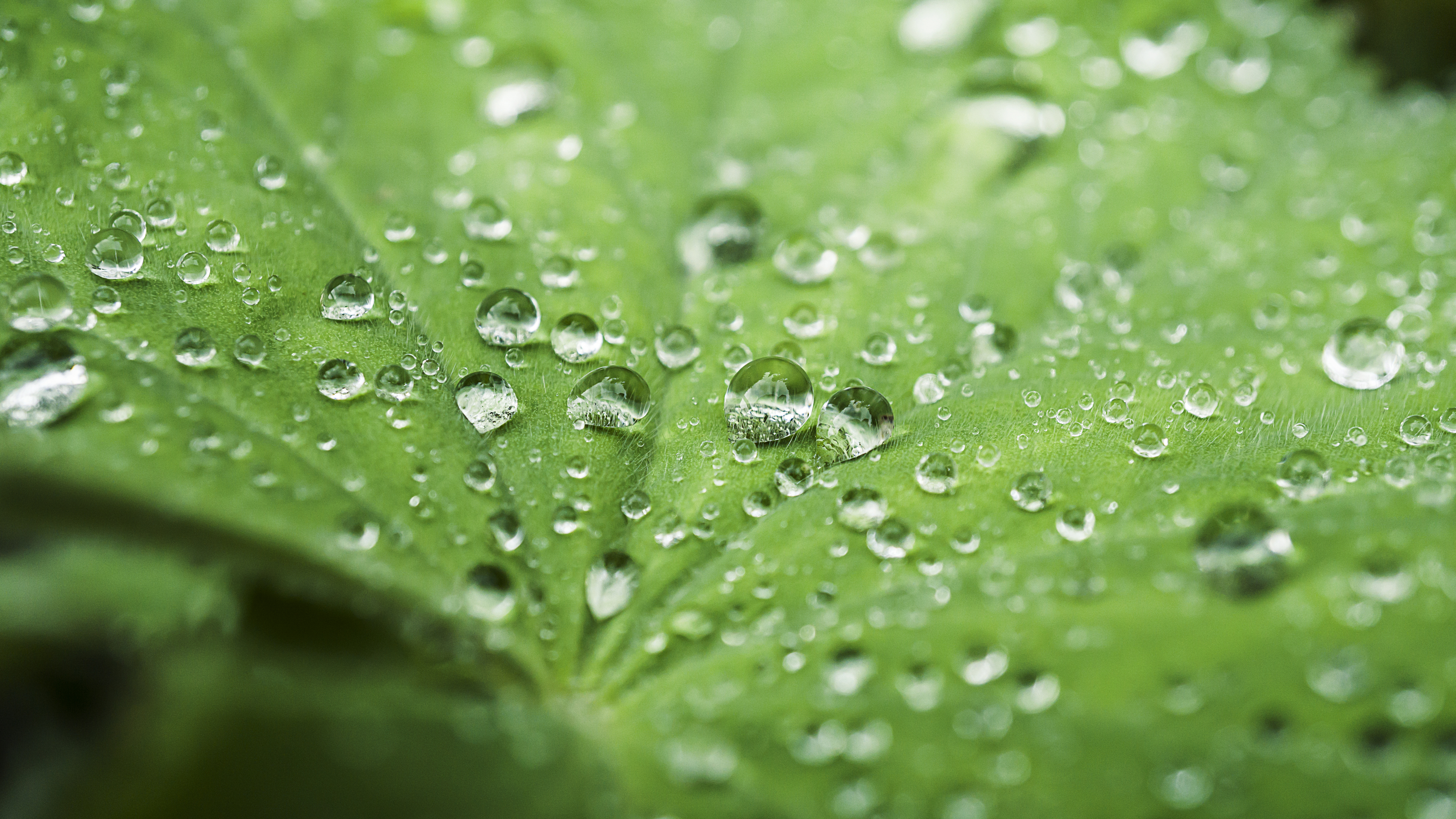 Nature Water Drops Leaves Macro Green Photography Closeup Water Bokeh Depth Of Field 6000x3376