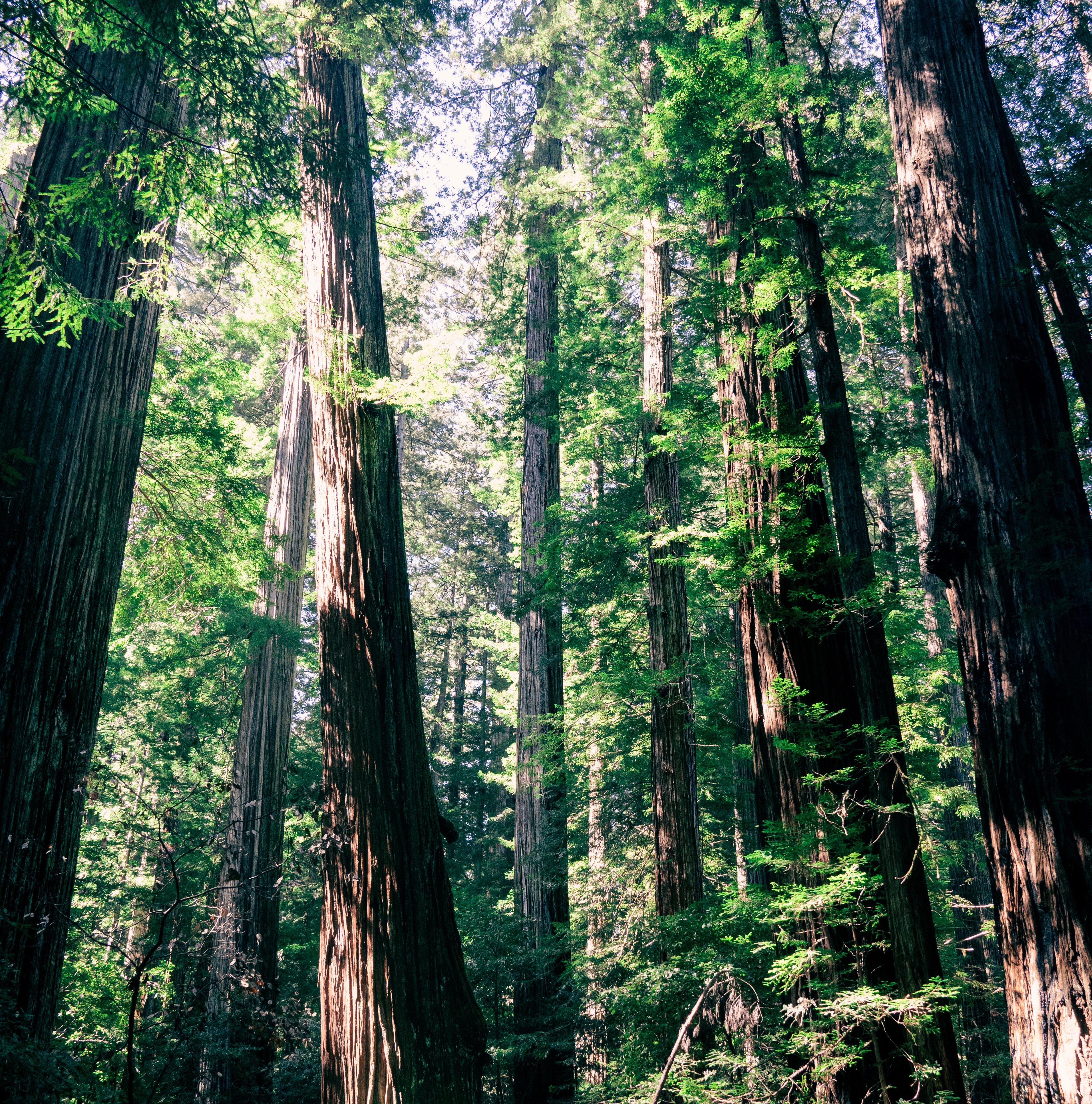 Forest Nature Landscape Redwood Trees California USA Sunlight 3825x3868