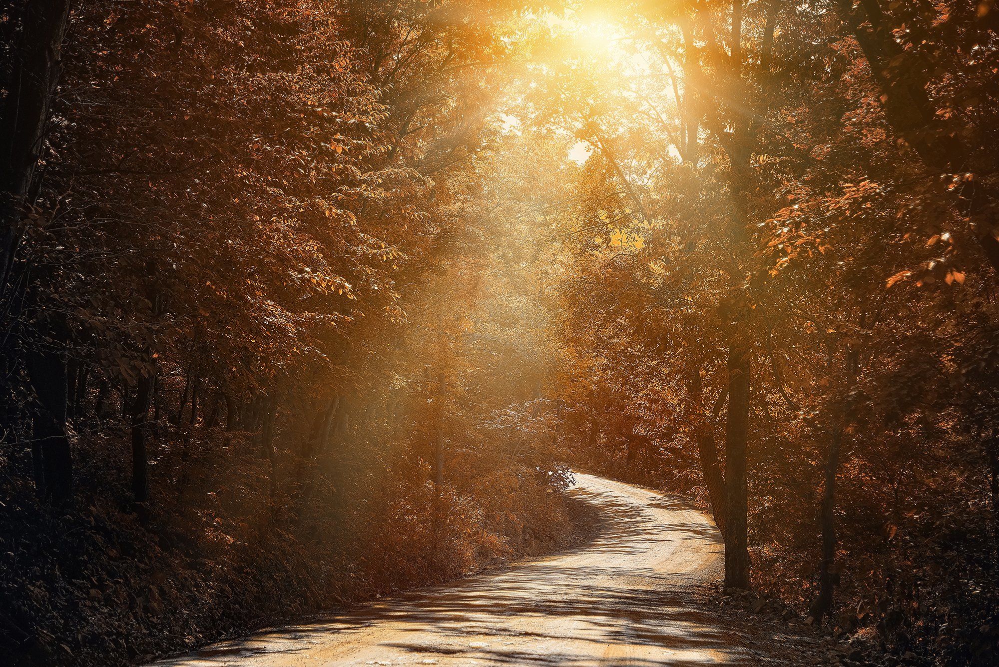 Path Trees Sunlight Photography 2000x1335