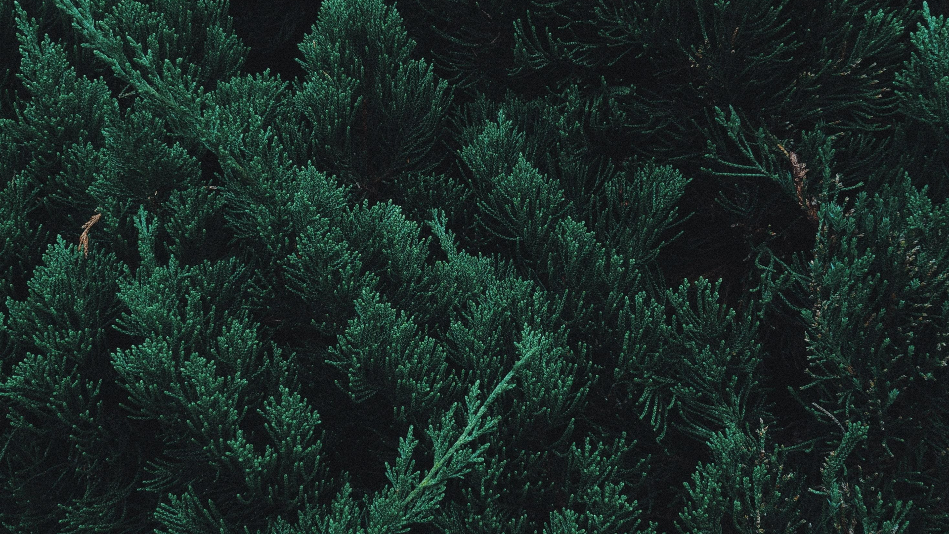 Leaves Nature Spruce 1920x1080