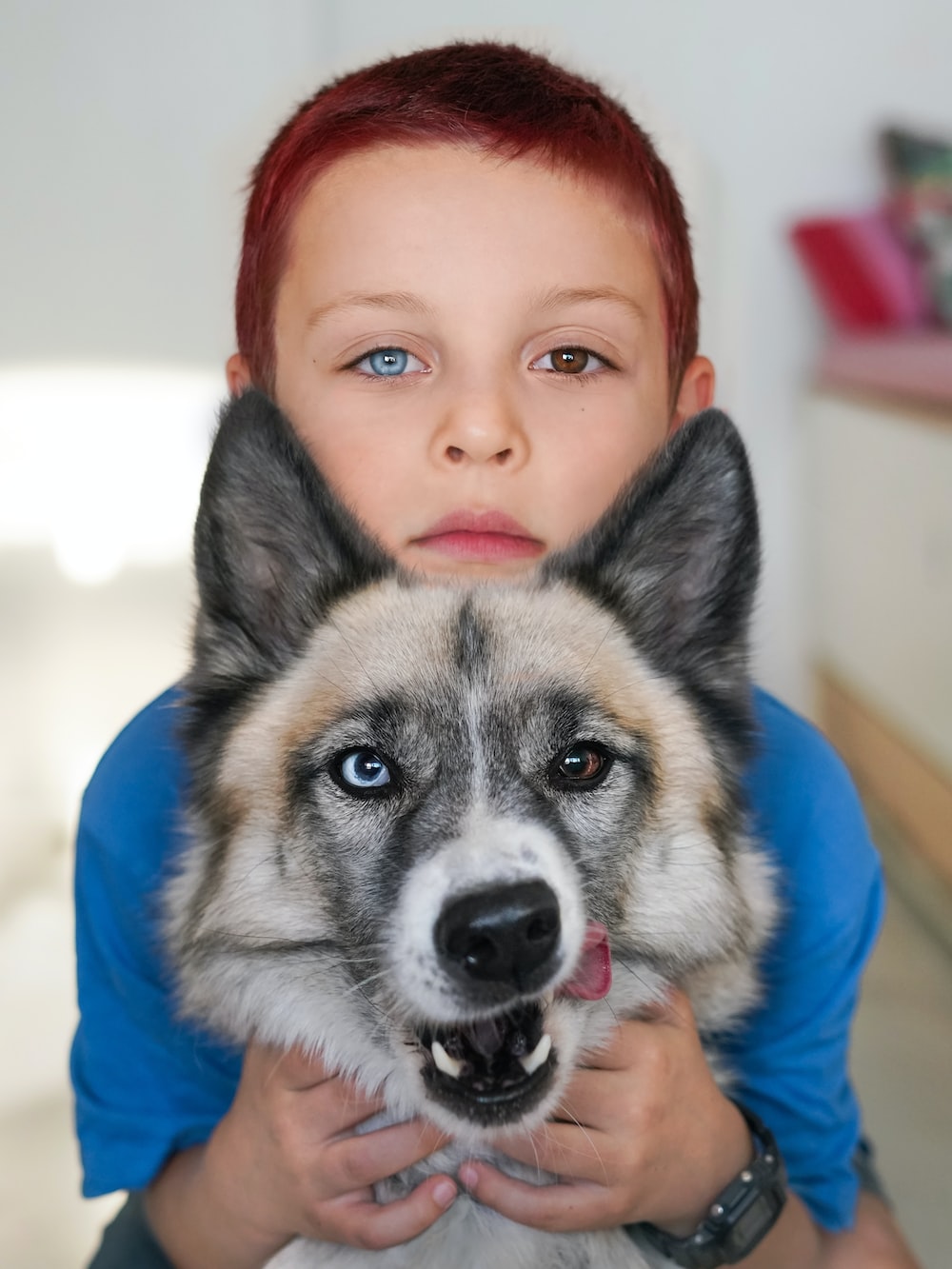 Dog Eyes Children Heterochromia Portrait Display 1000x1333