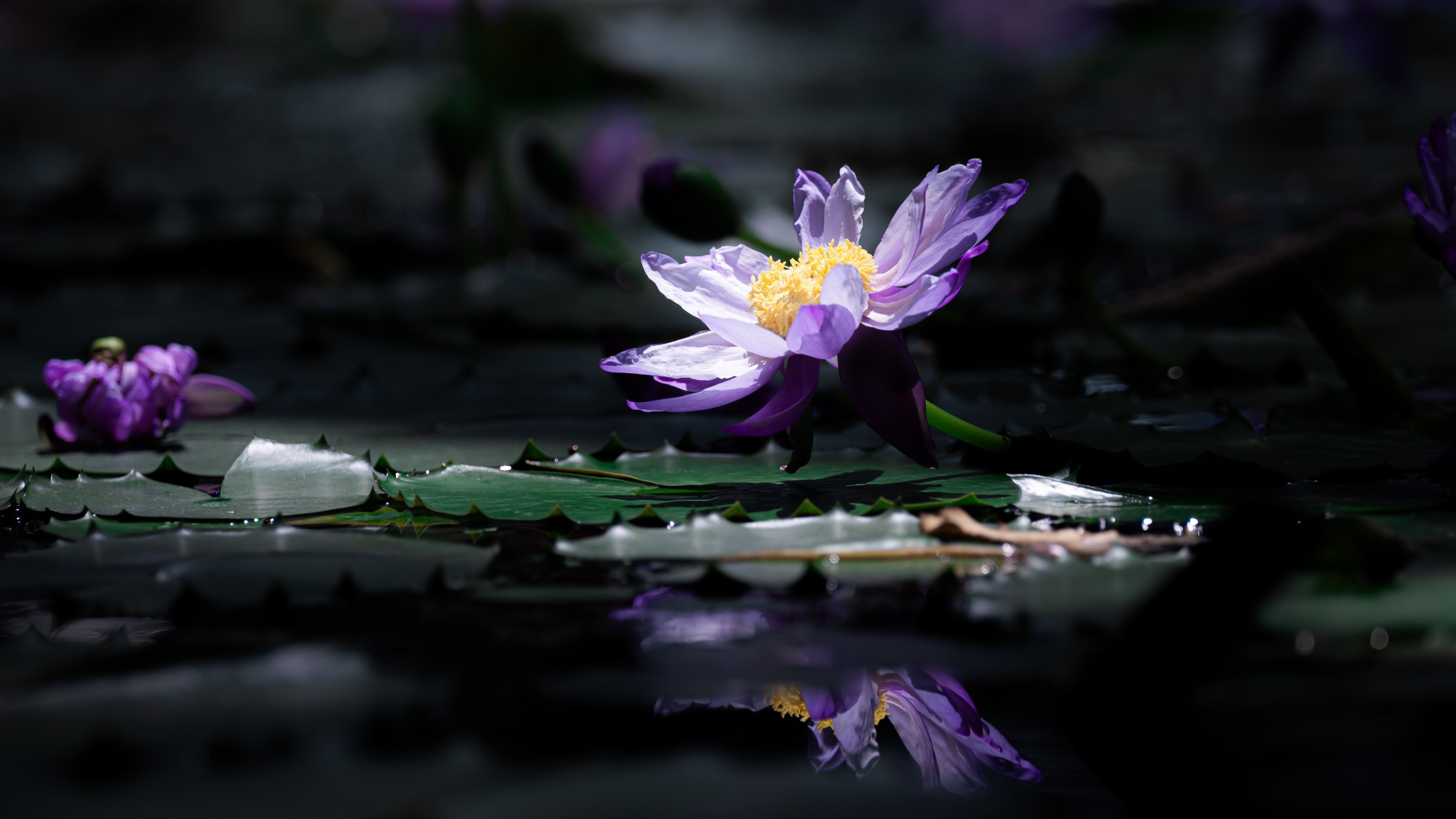 Okayu Photography Nature Flowers Reflection Water Lilies Blurry Background Closeup 4096x2304