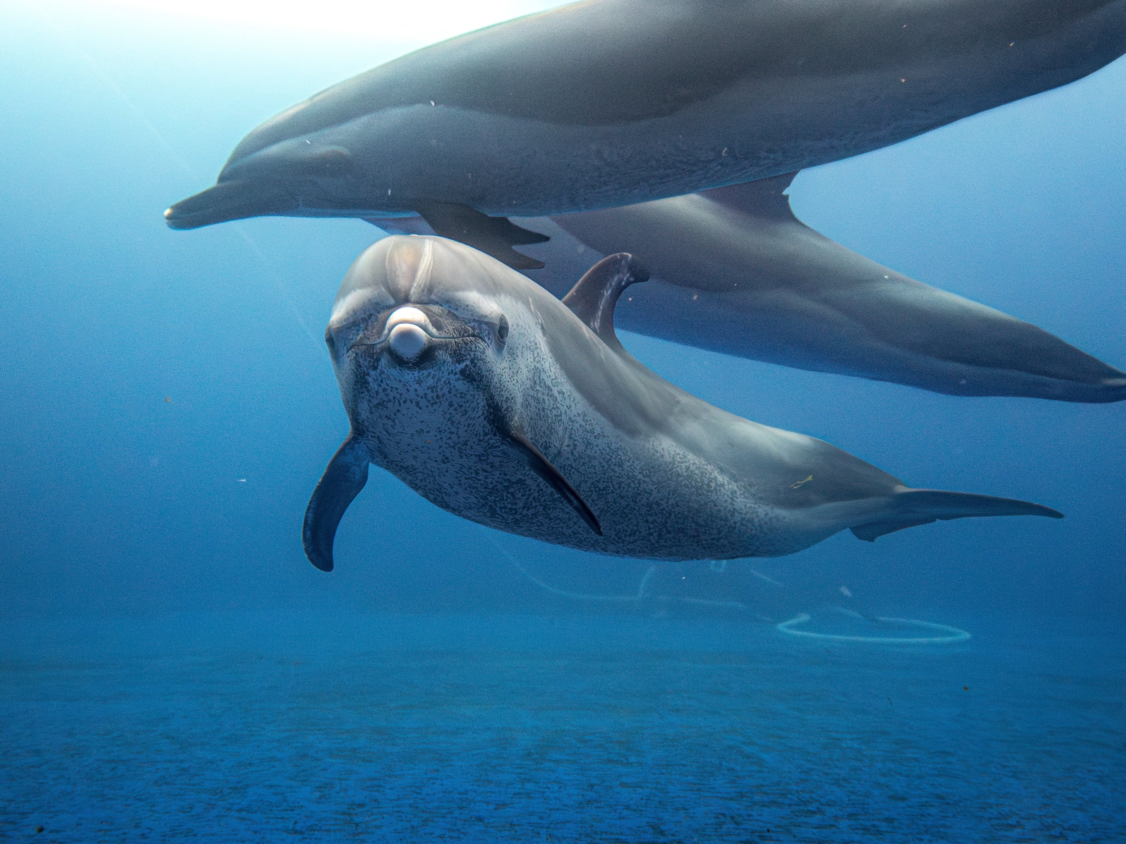 Dolphin Underwater Sea Floor Looking At Viewer Animals Swimming Mammals 3776x2832