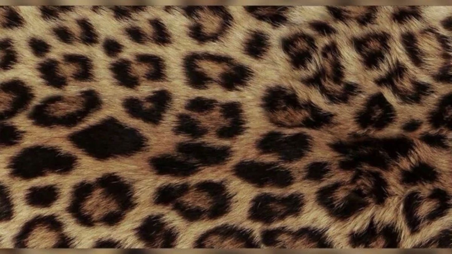 Girly Cheetah 1450x816