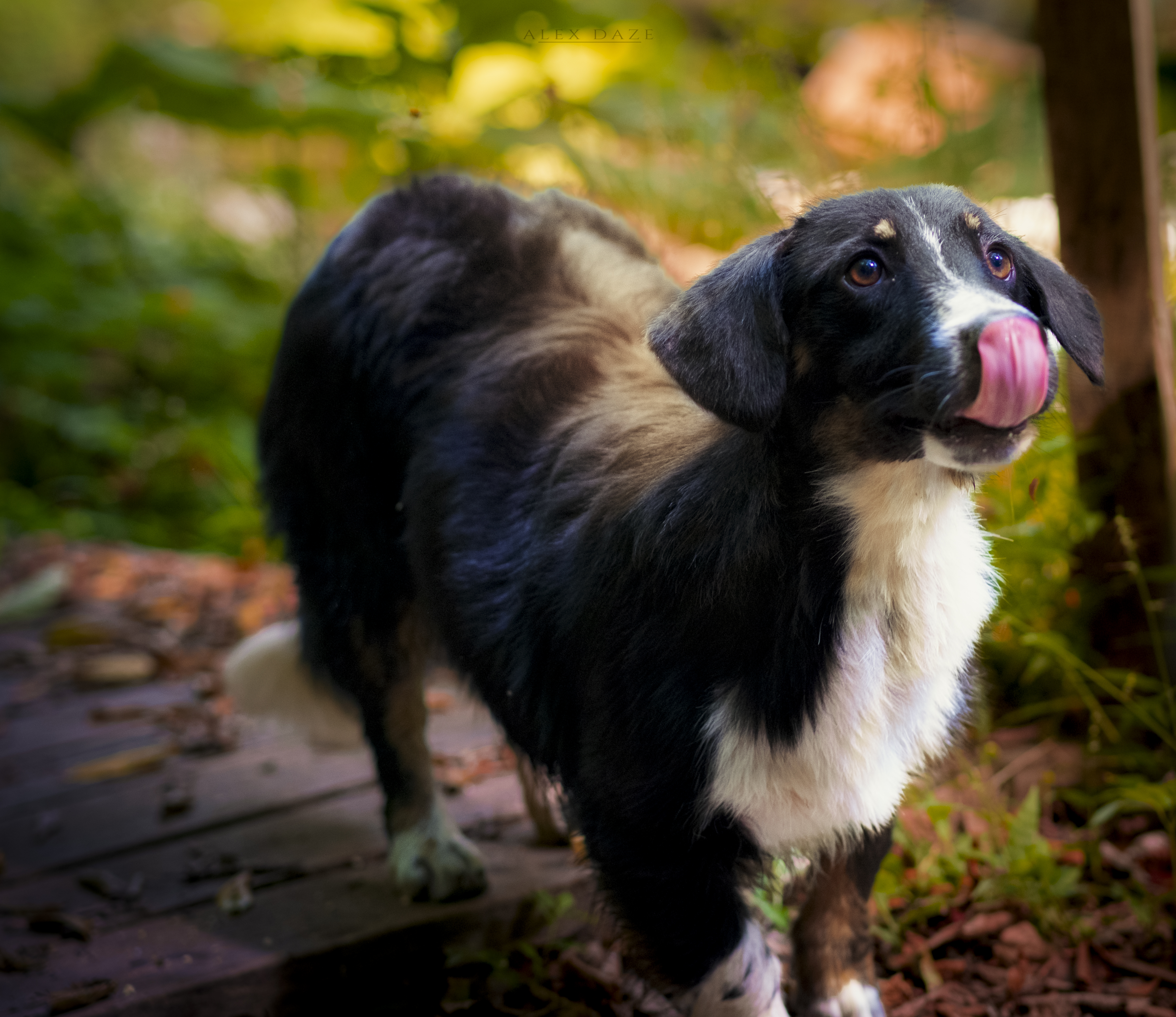 Photography Dog Sunlight Nature Leaves Grass Blurry Background Closeup Mammals Animals Tongue Out Ou 4459x3857