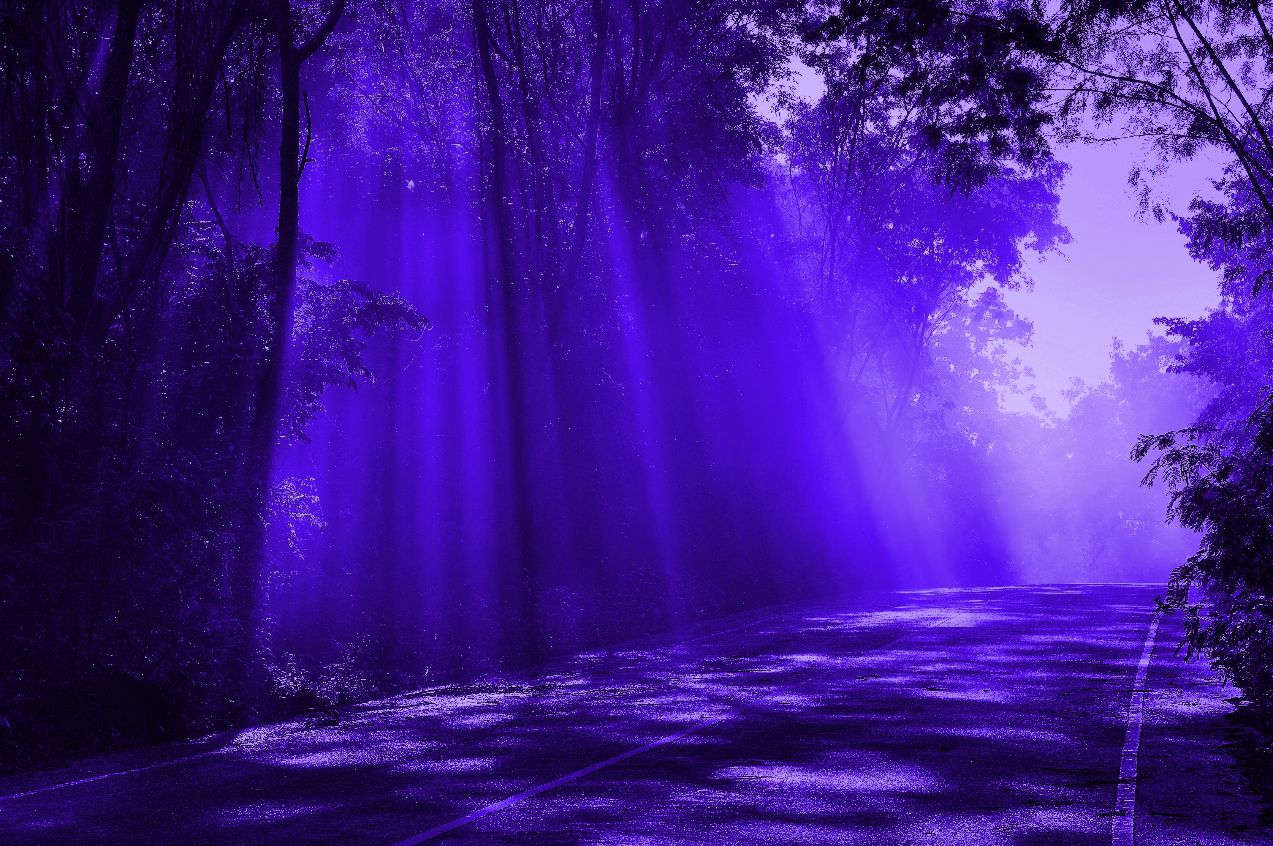 Forest Road Night Purple Shining Dark 4288x2848