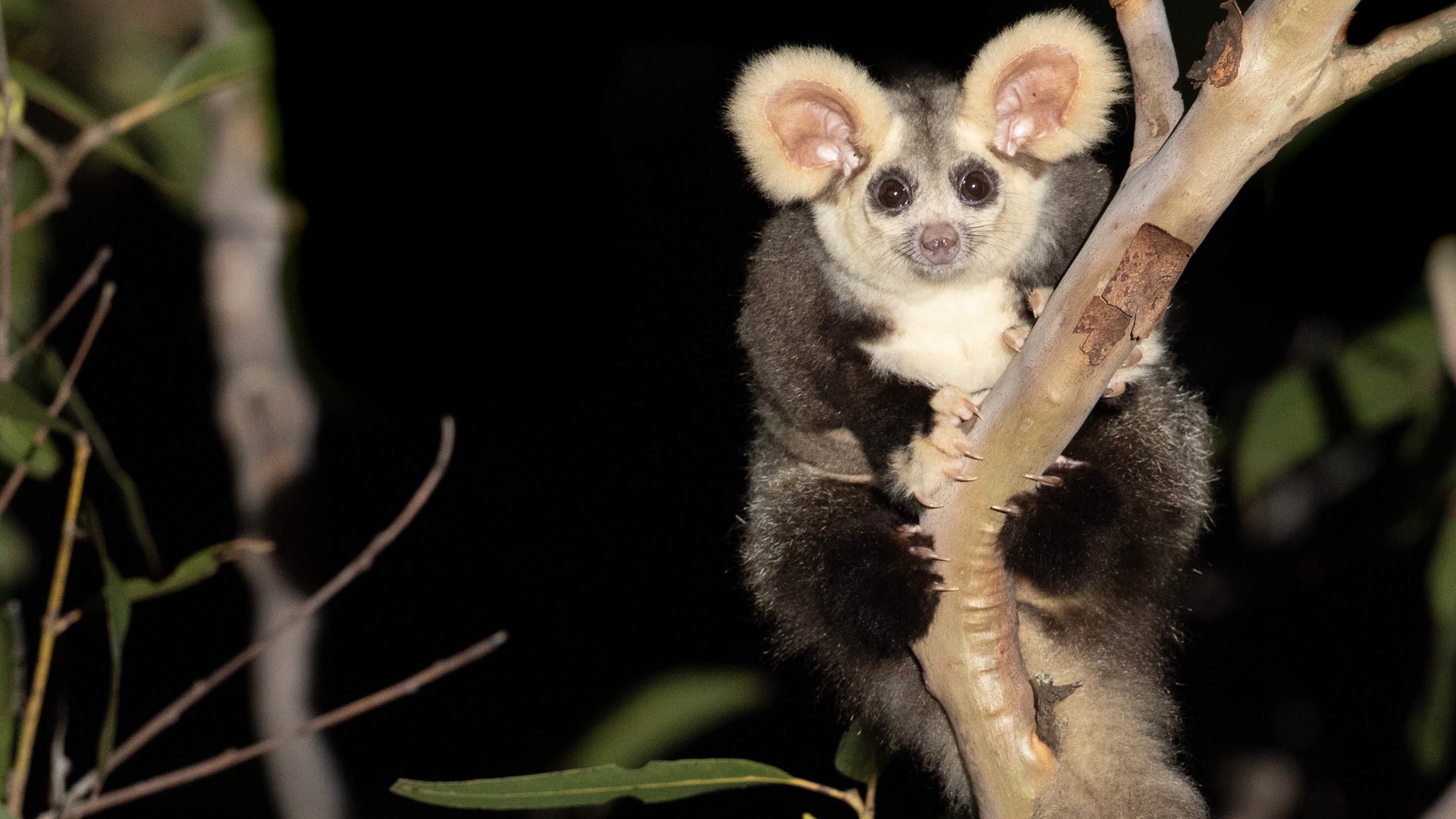 Nature Animals Australia Marsupial Greater Glider Wildlife 3681x2071