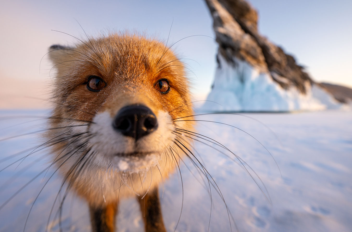 Evgeny Bushkov Animals Fox Closeup Whiskers Snow 1350x892