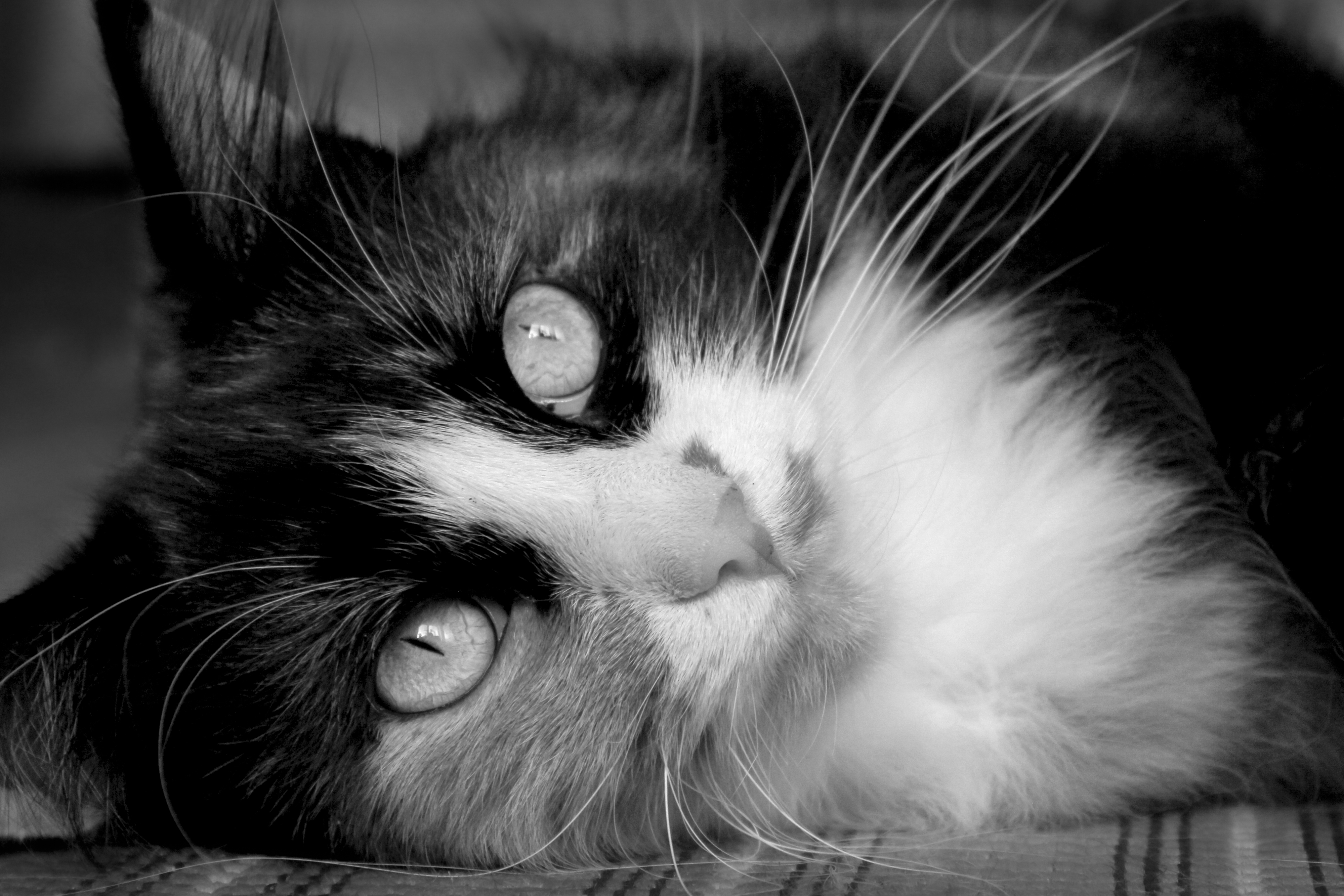 Cats Animals Pet Monochrome Cat Eyes Feline Whiskers Mammals Closeup Indoors 4000x2667