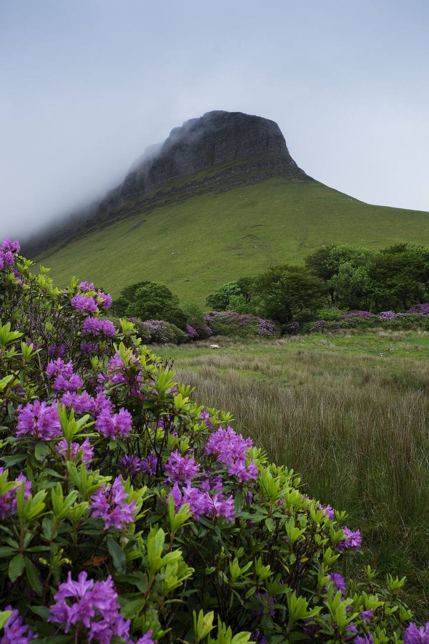 Nature Mountains Field Trees Bushes Flowers Portrait Display Outdoors Landscape Grass Ireland Flag 853x1280