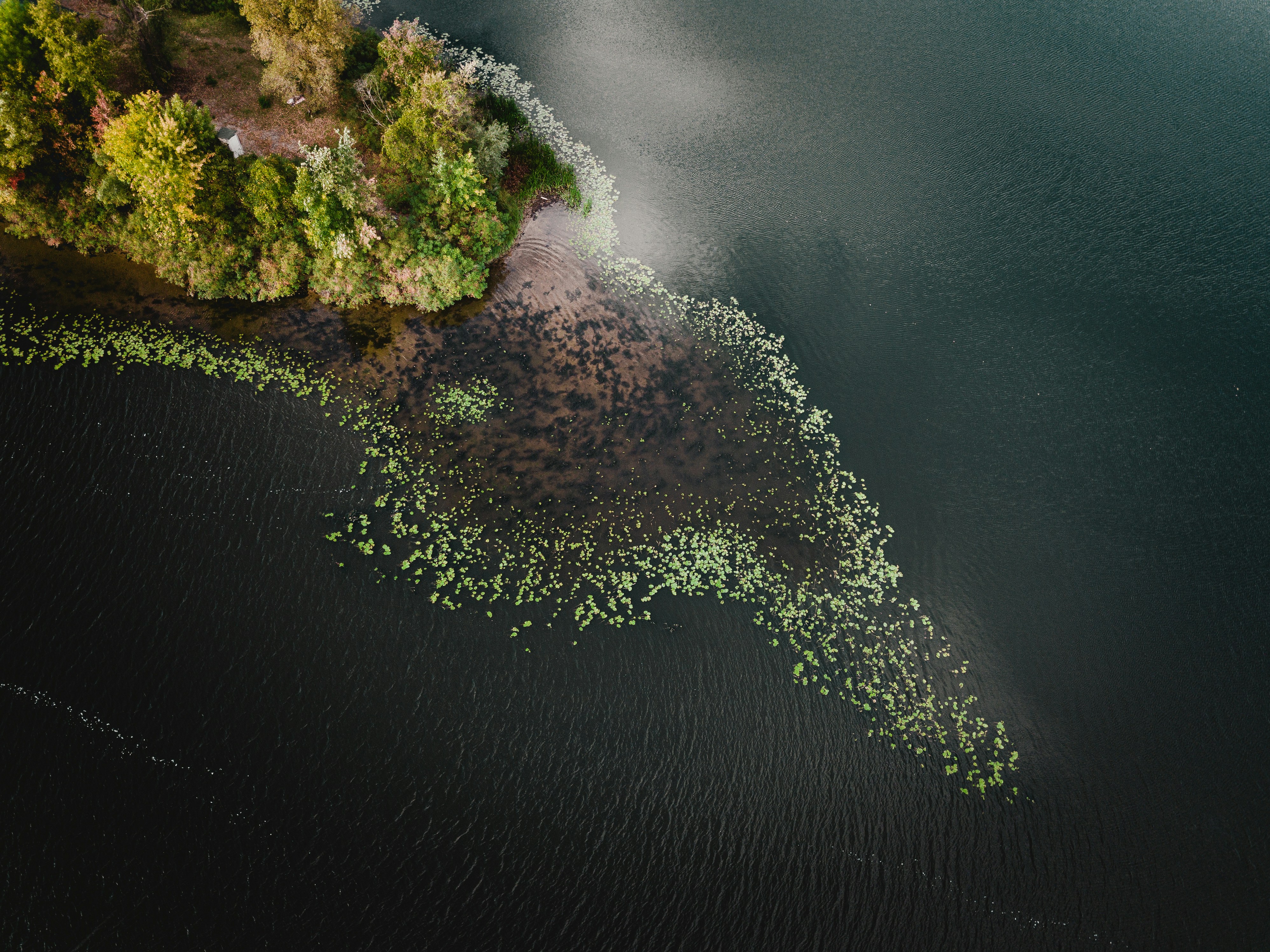 Nature Trees Plants Water Water Ripples River Drone Photo Aerial View Ivan Bandura 3992x2992