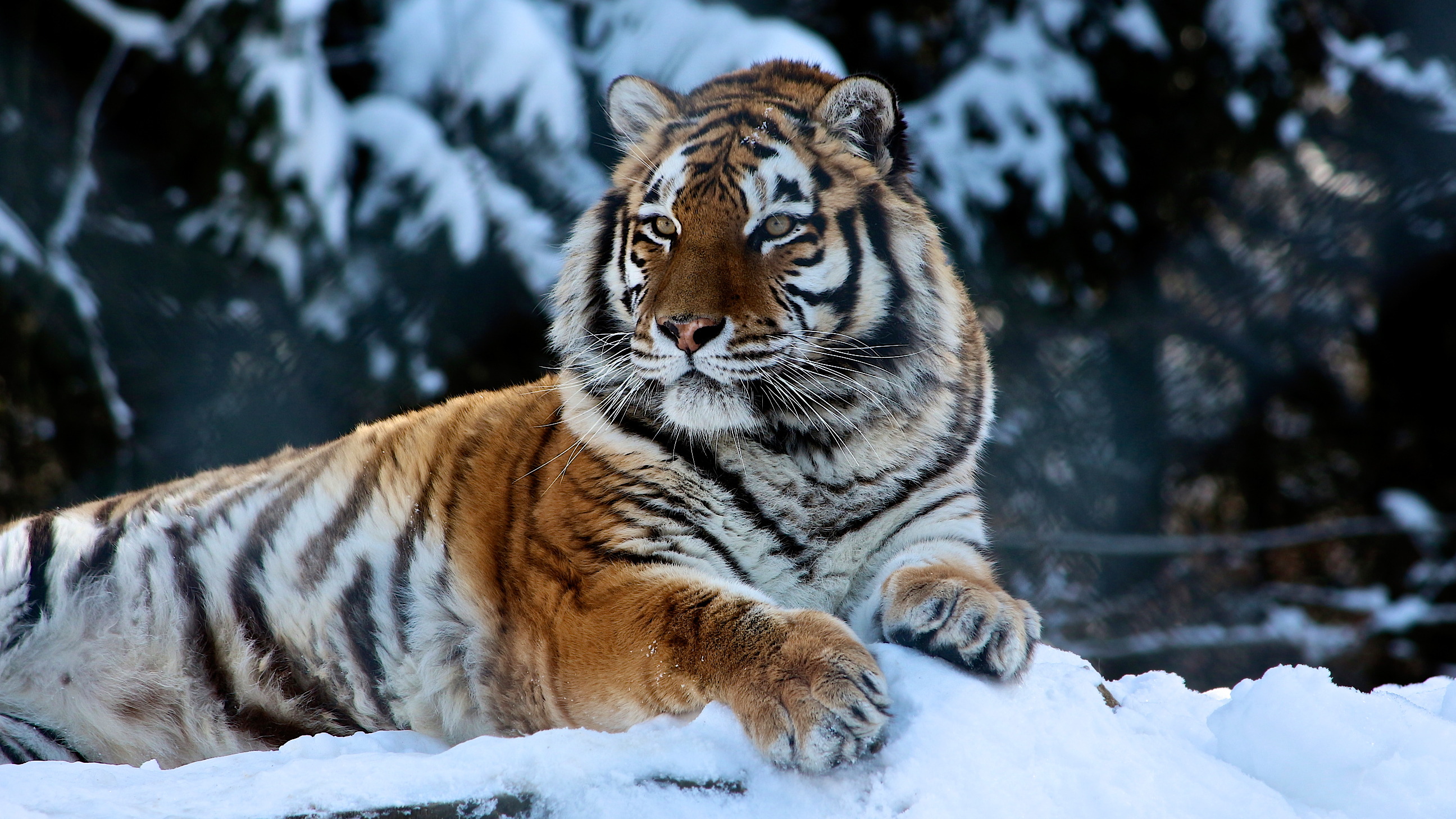 Animals Tiger Snow Big Cats Feline Mammals Stripes Cat Eyes Whiskers Outdoors Winter Nature 2592x1458