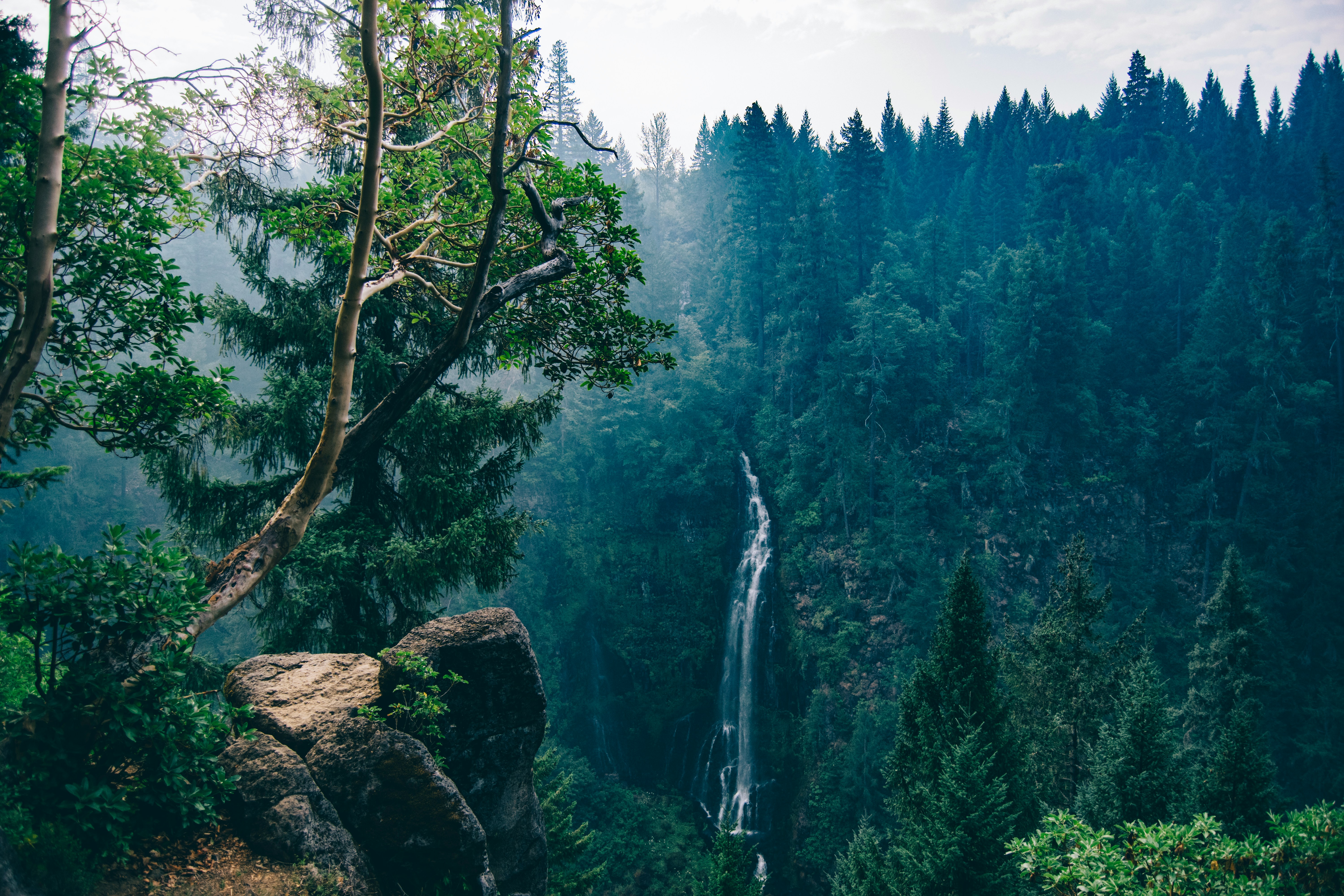 Nature Landscape Trees Plants Rocks Clouds Water Waterfall Monsoon Rainforest Branch Fir Conifer San 6000x4000