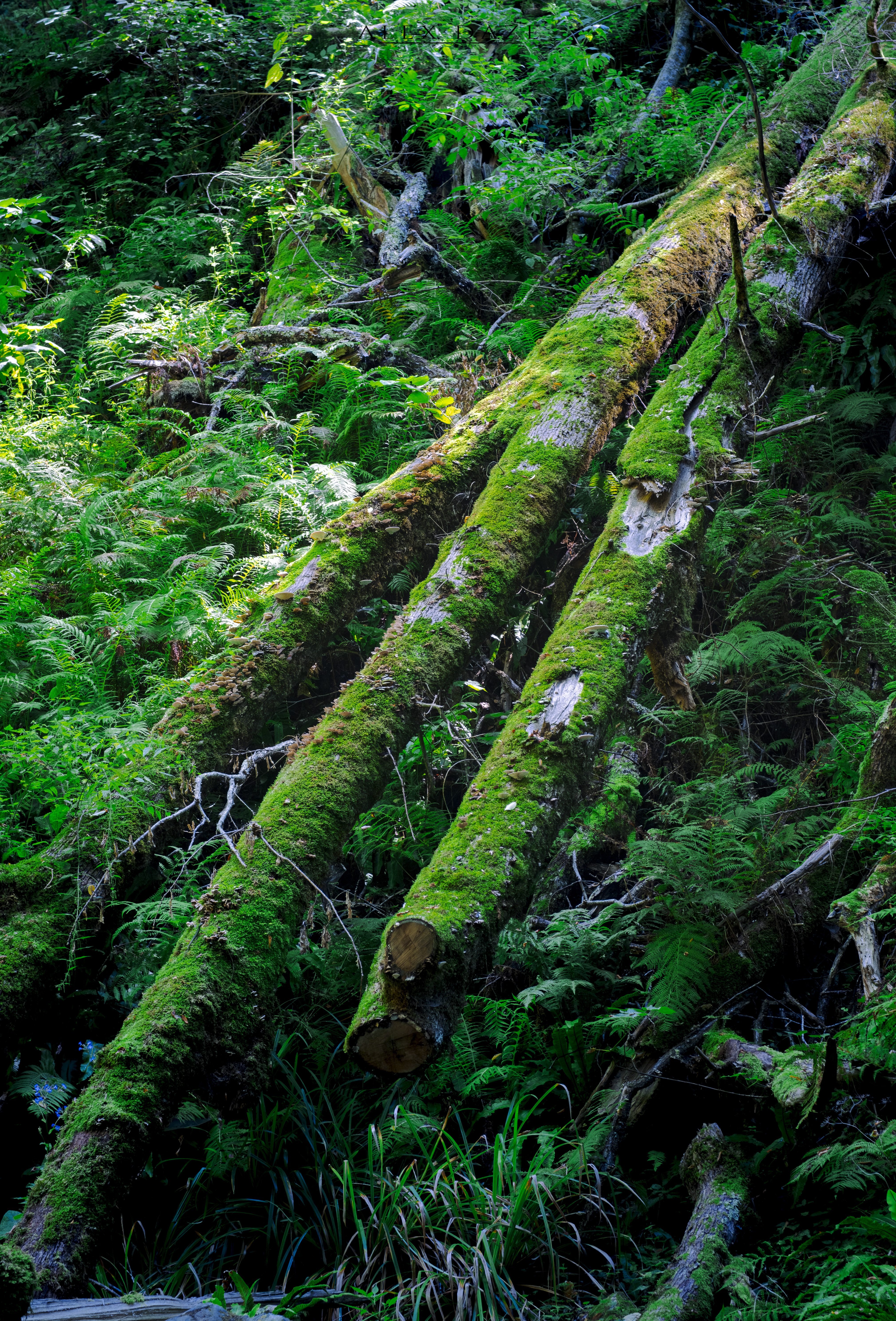 Photography Log Moss Nature Plants Forest Leaves 4039x5952