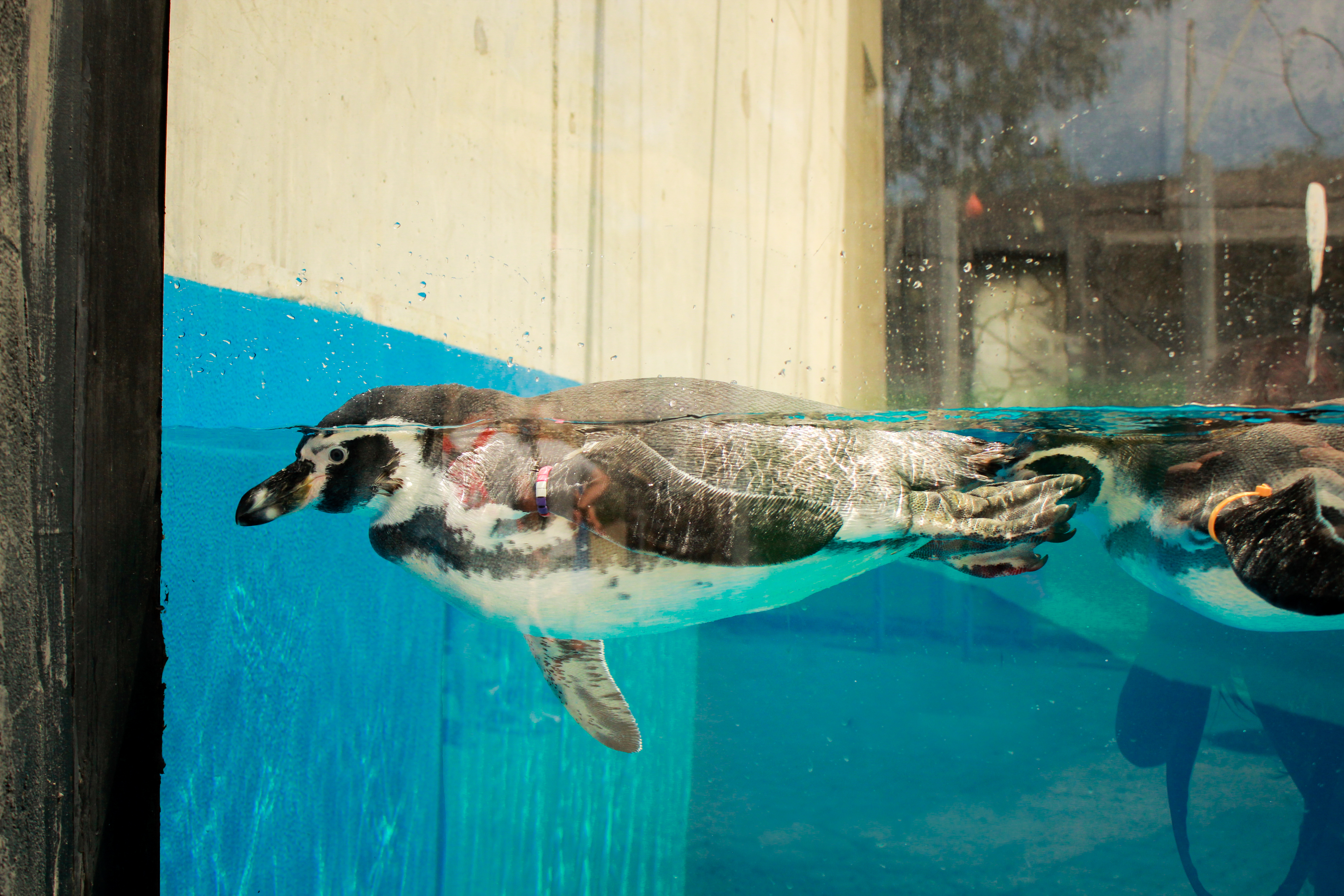 Penguins Water Nature Animals Birds Zoo 4000x2667