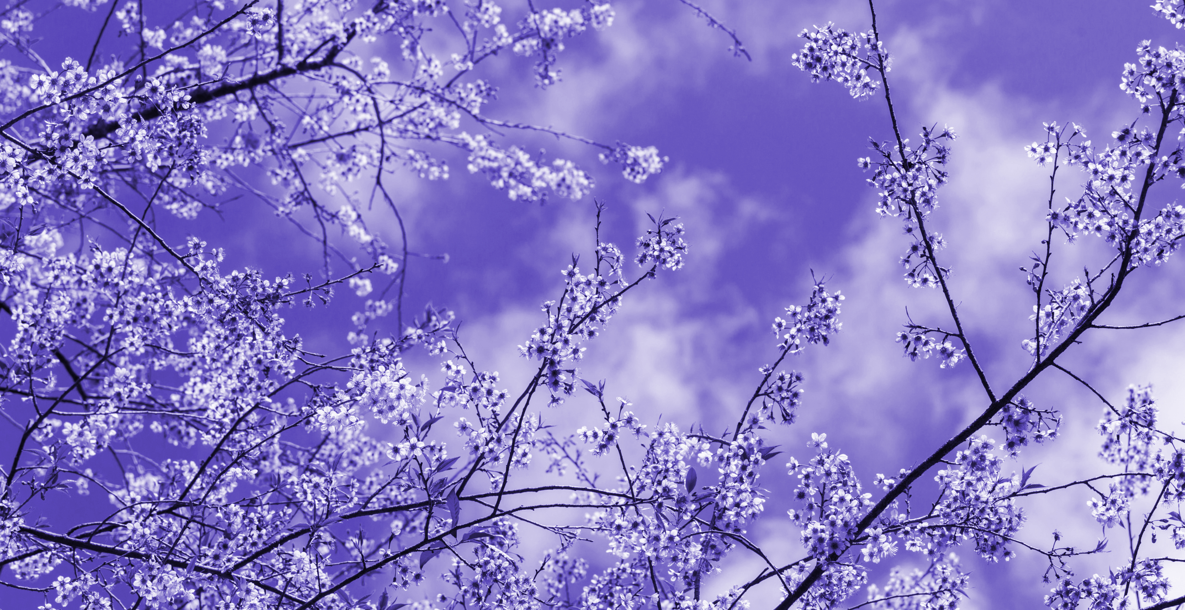 Pastel Pastel Purple White Surreal Plants Nature Flowers Clouds Twigs 3846x1980