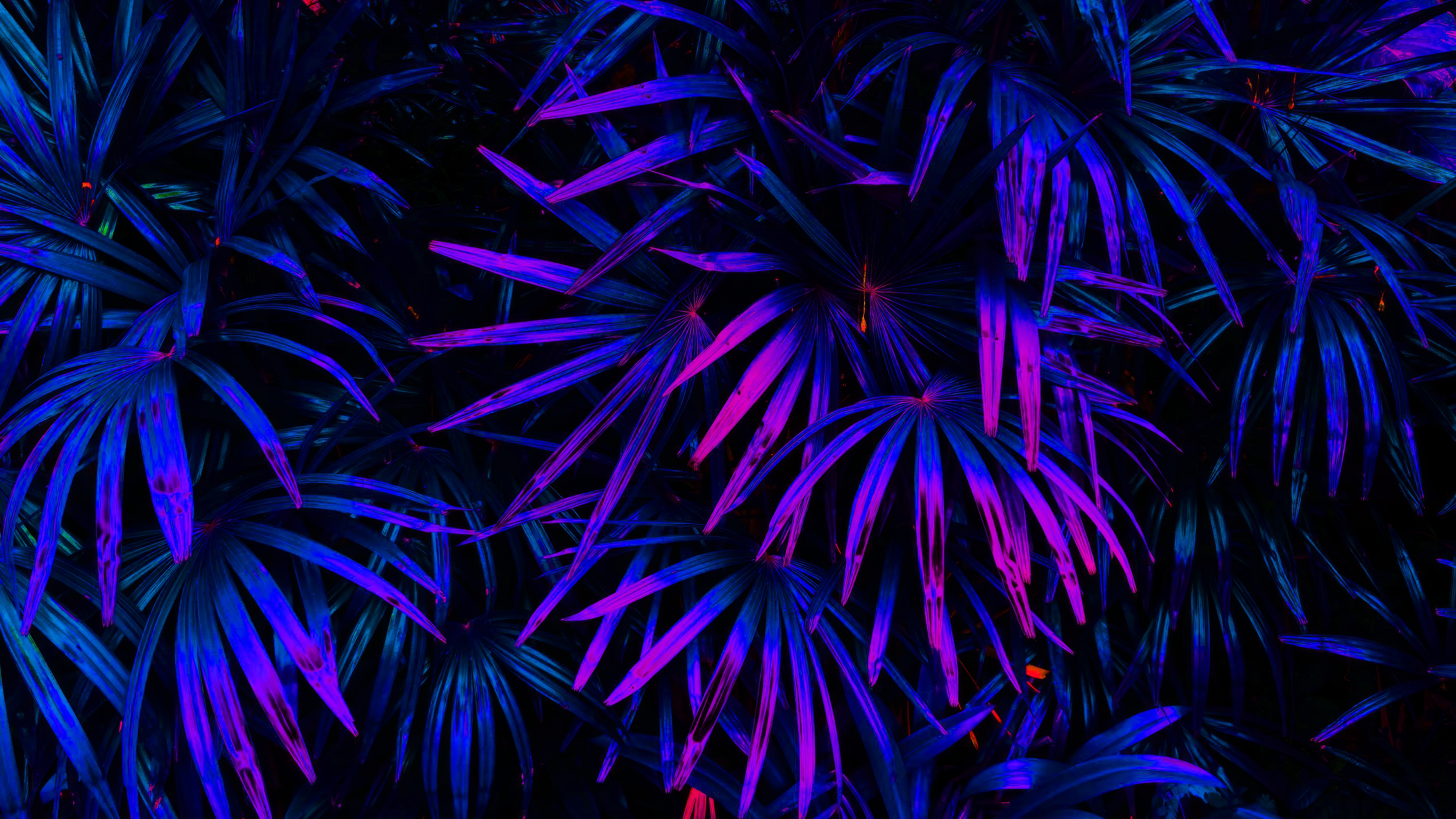 Neon Ferns Blue Pink Digital Art 5120x2880