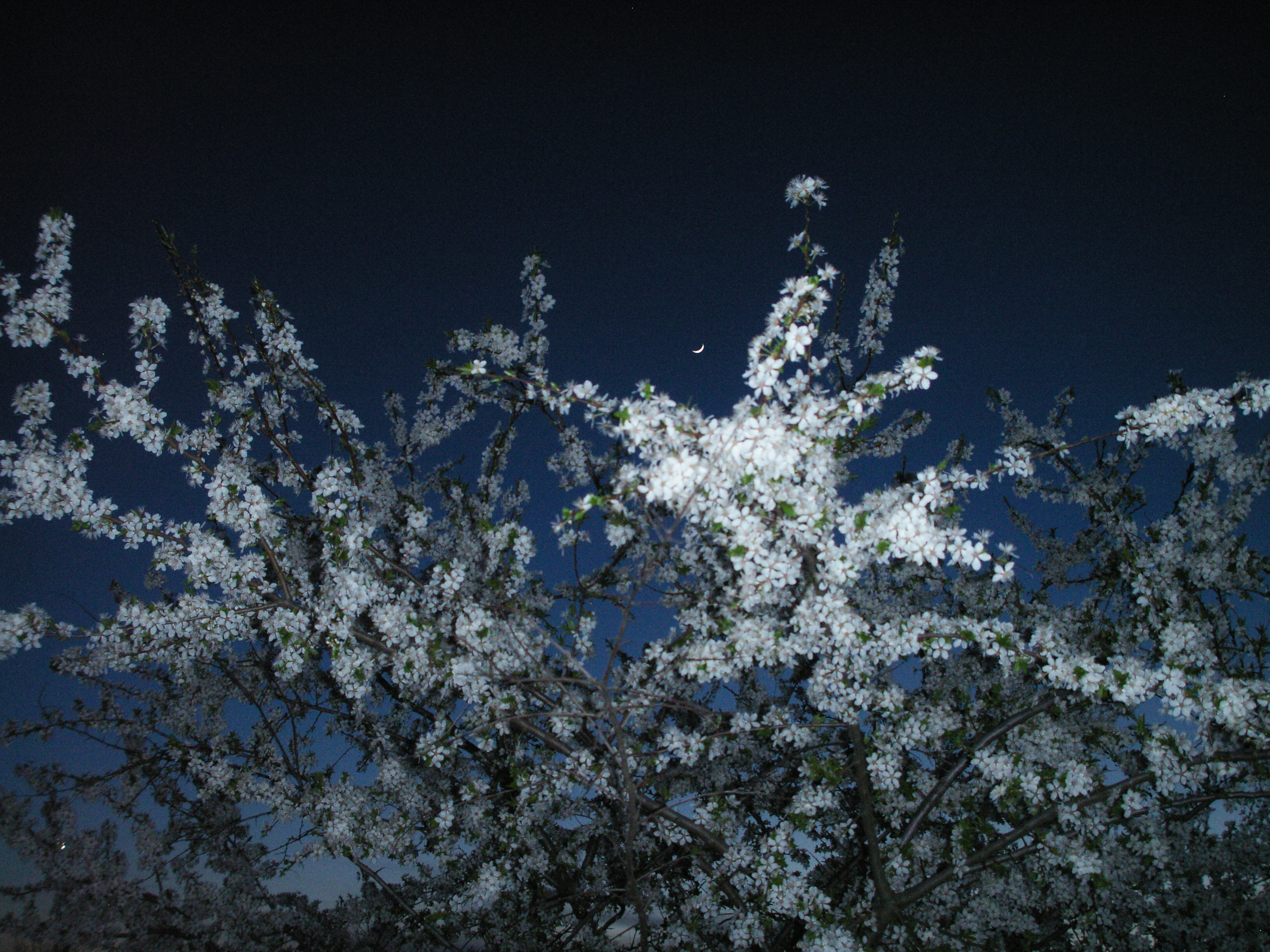 Nature Forest Flowers Sky Moon Spring Night Sky Night Evening 3264x2448