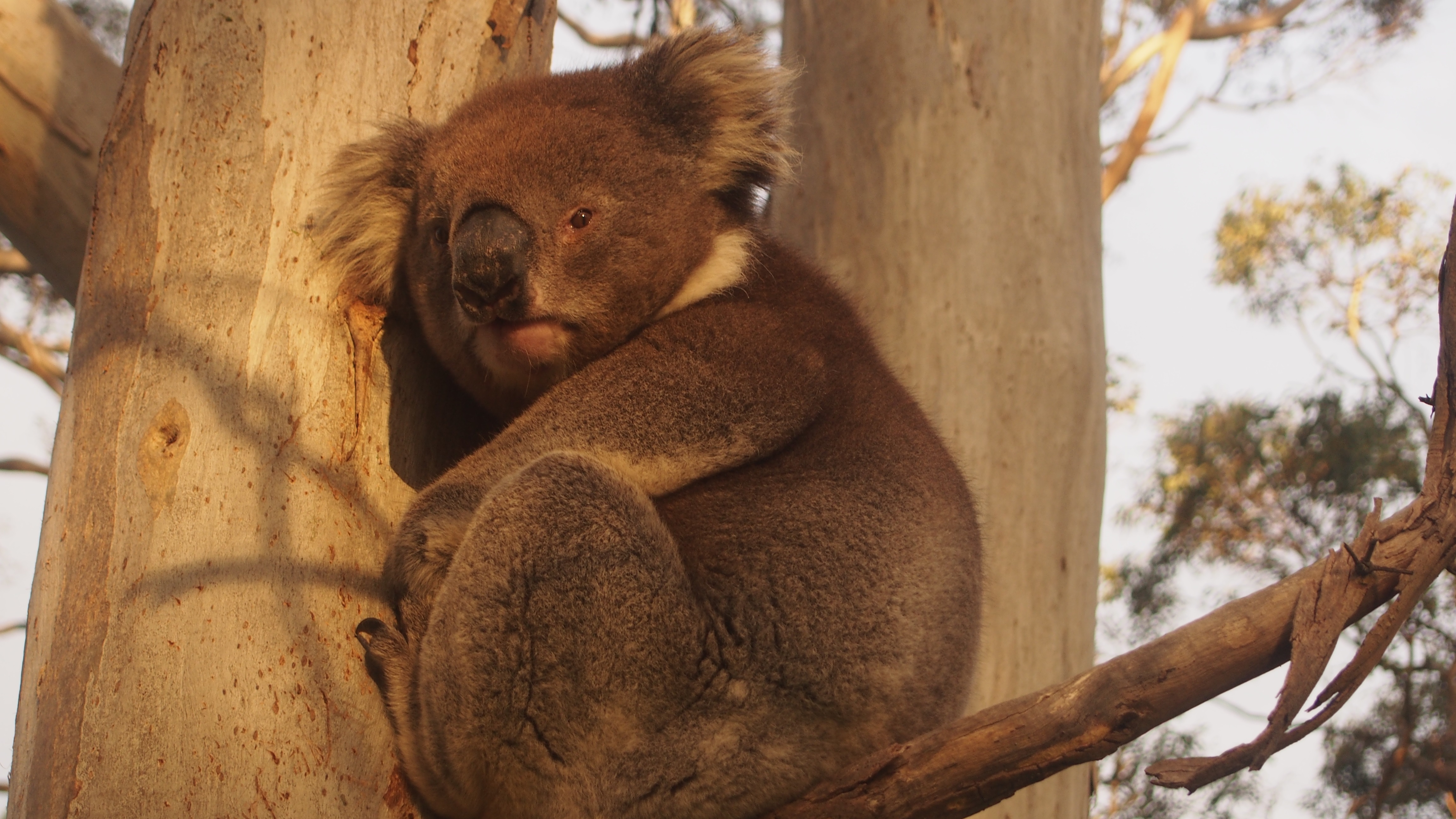 Koalas South Australia Australia Oceania Animals Marsupial 4608x2592