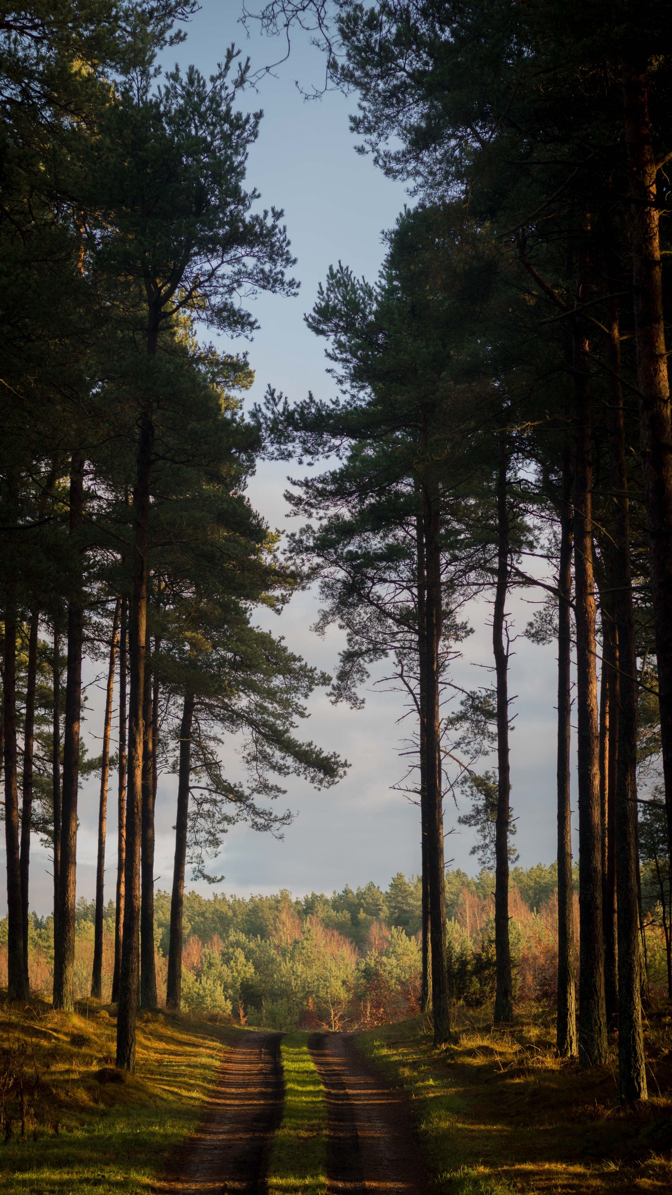 Calm Forest Outdoors Road 2160x3840