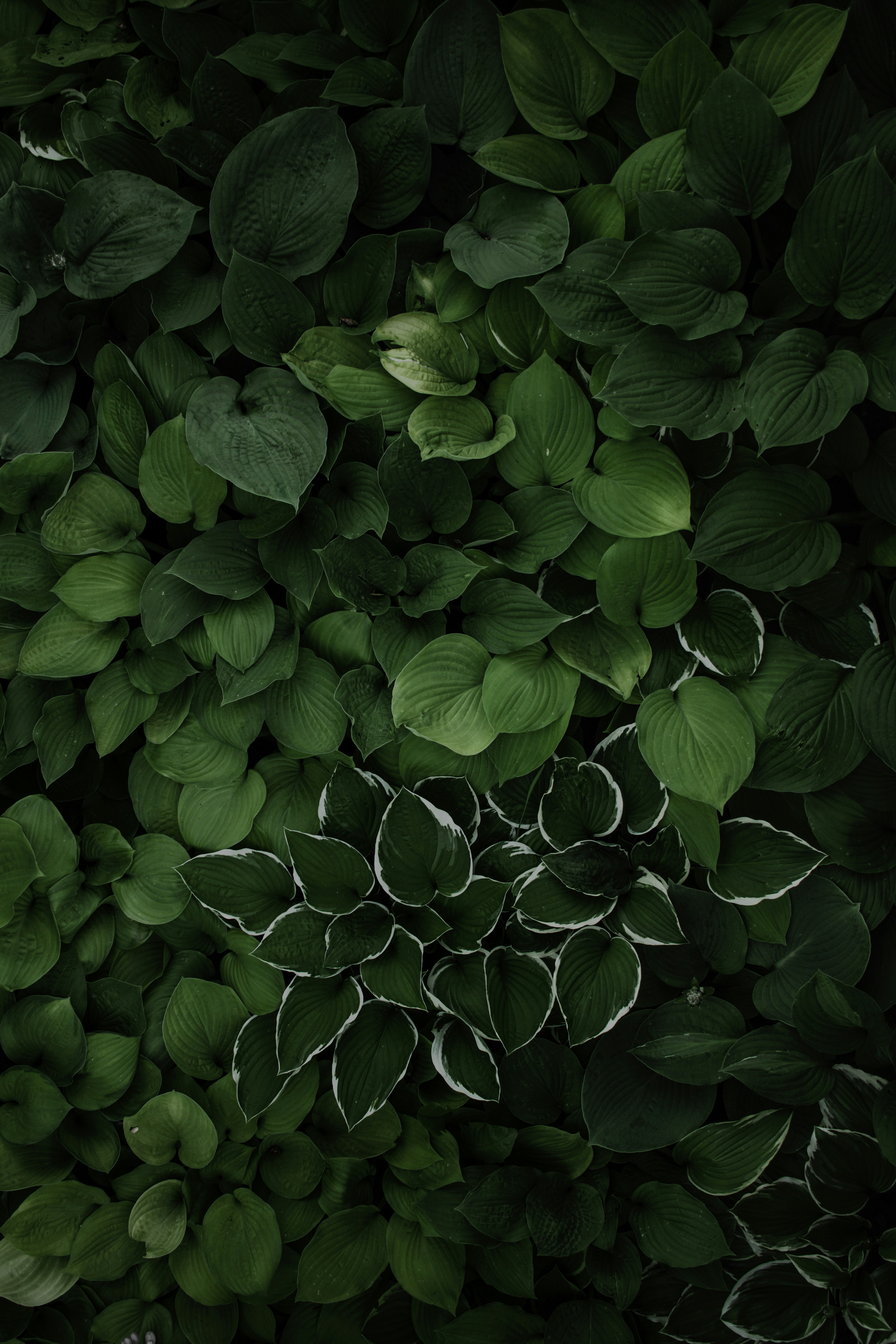 Nature Plants Leaves Foliage Top View Pattern 4000x6000
