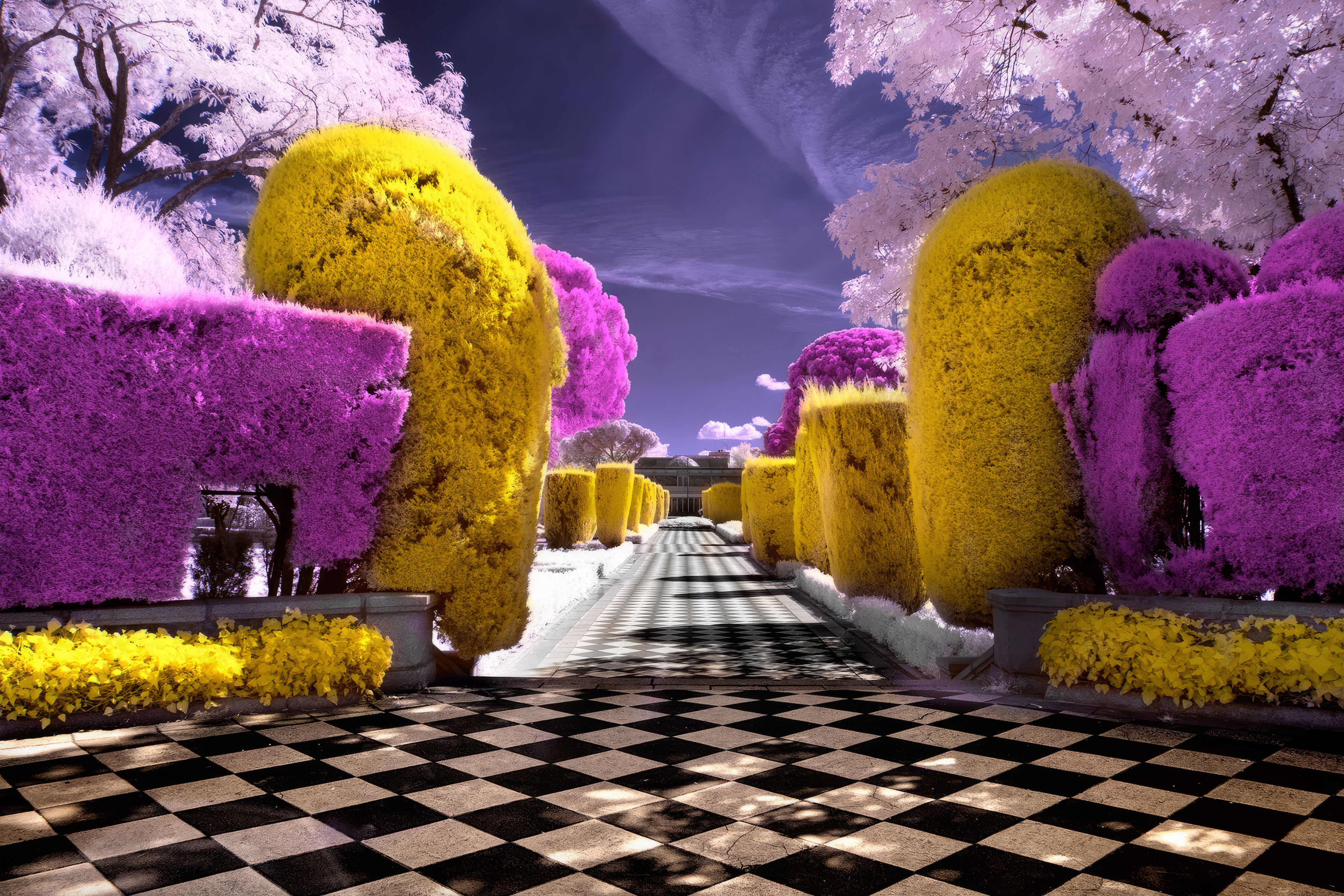 Infrared Colorful Surreal Checkered Pattern Topiary Garden Shrubs Trees 5400x3600