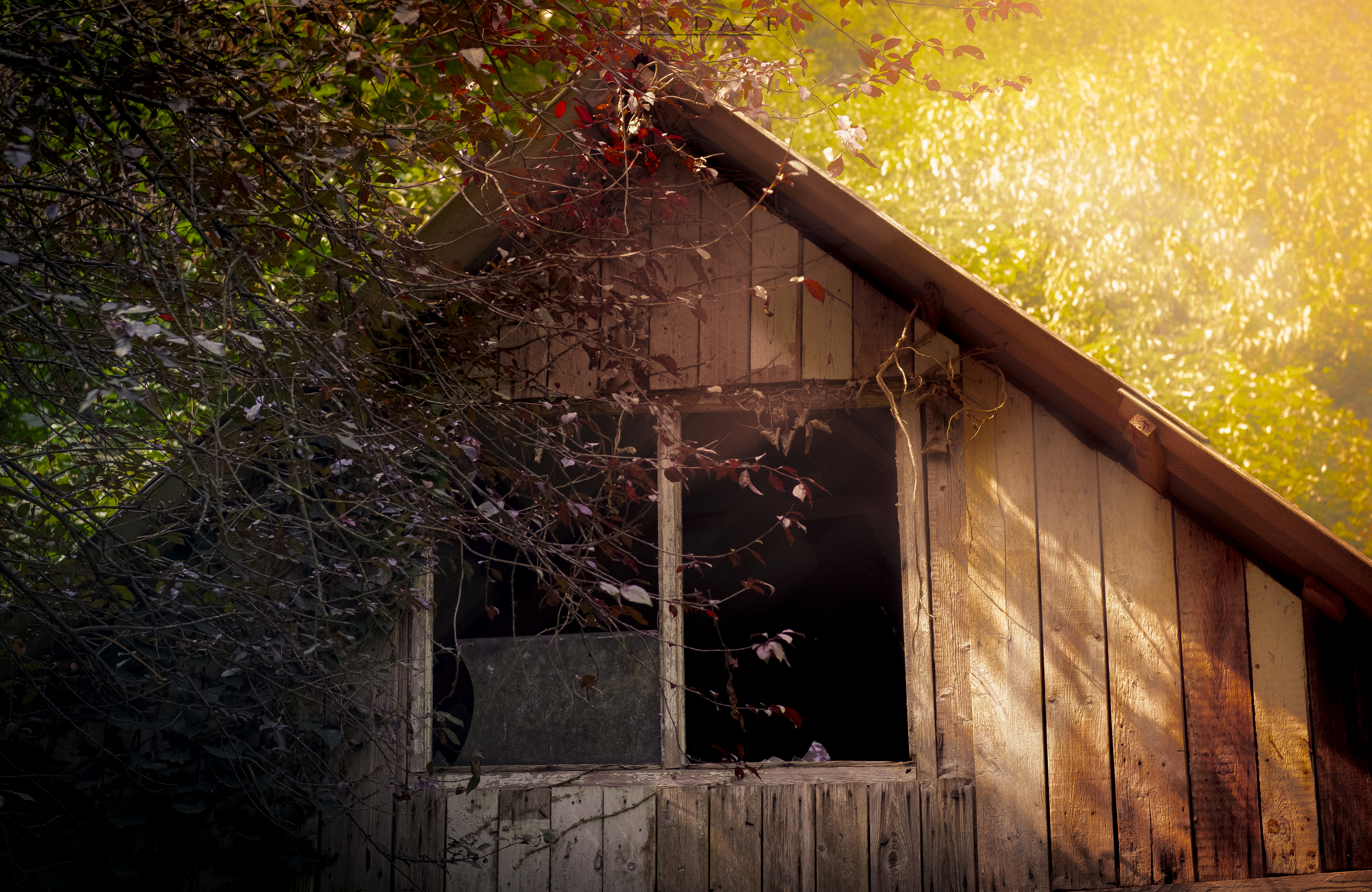 Photography Abandoned House Wood Trees Leaves Sunlight 6027x3917