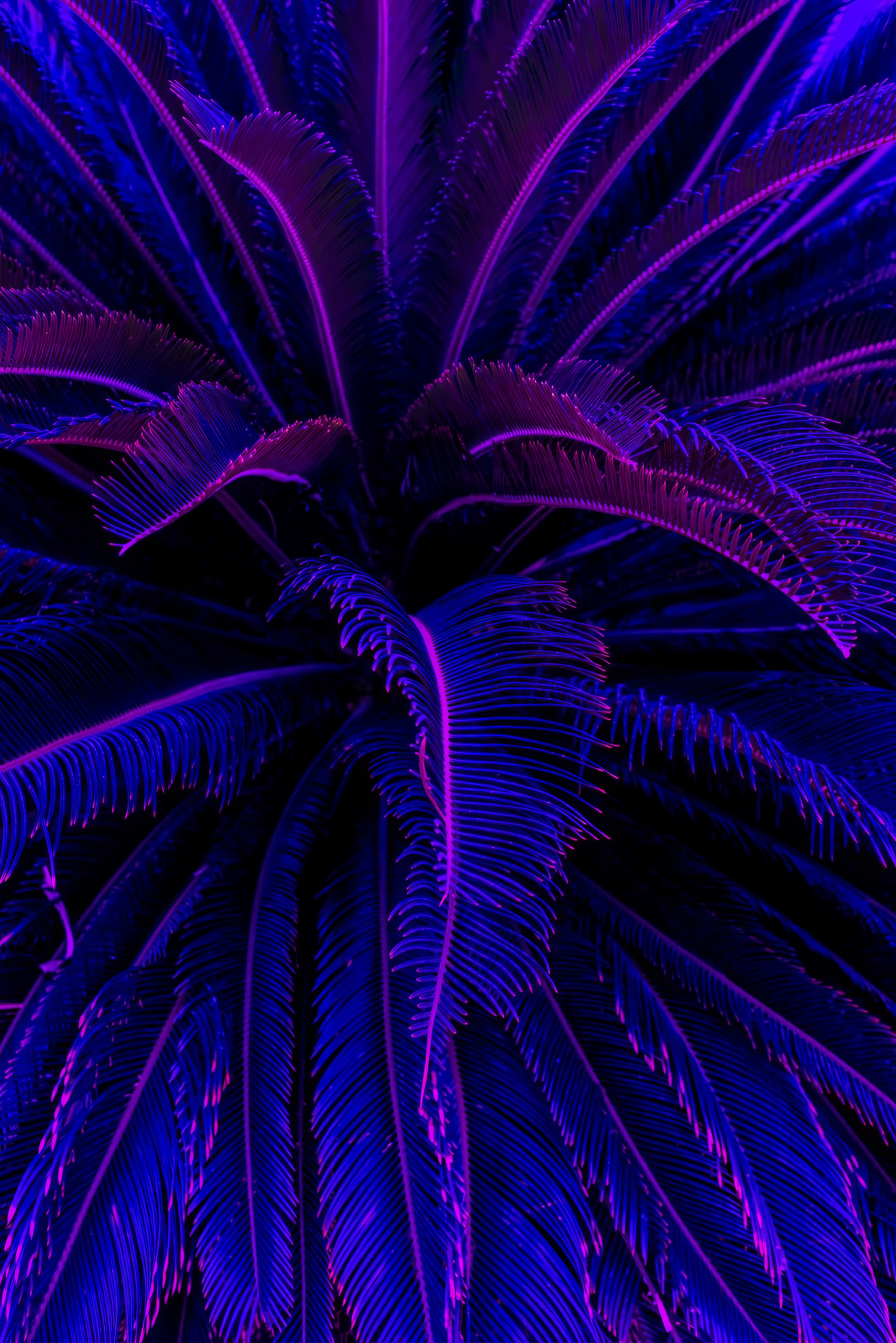 Ferns Blue Pink Neon Bright Plants 3840x5754